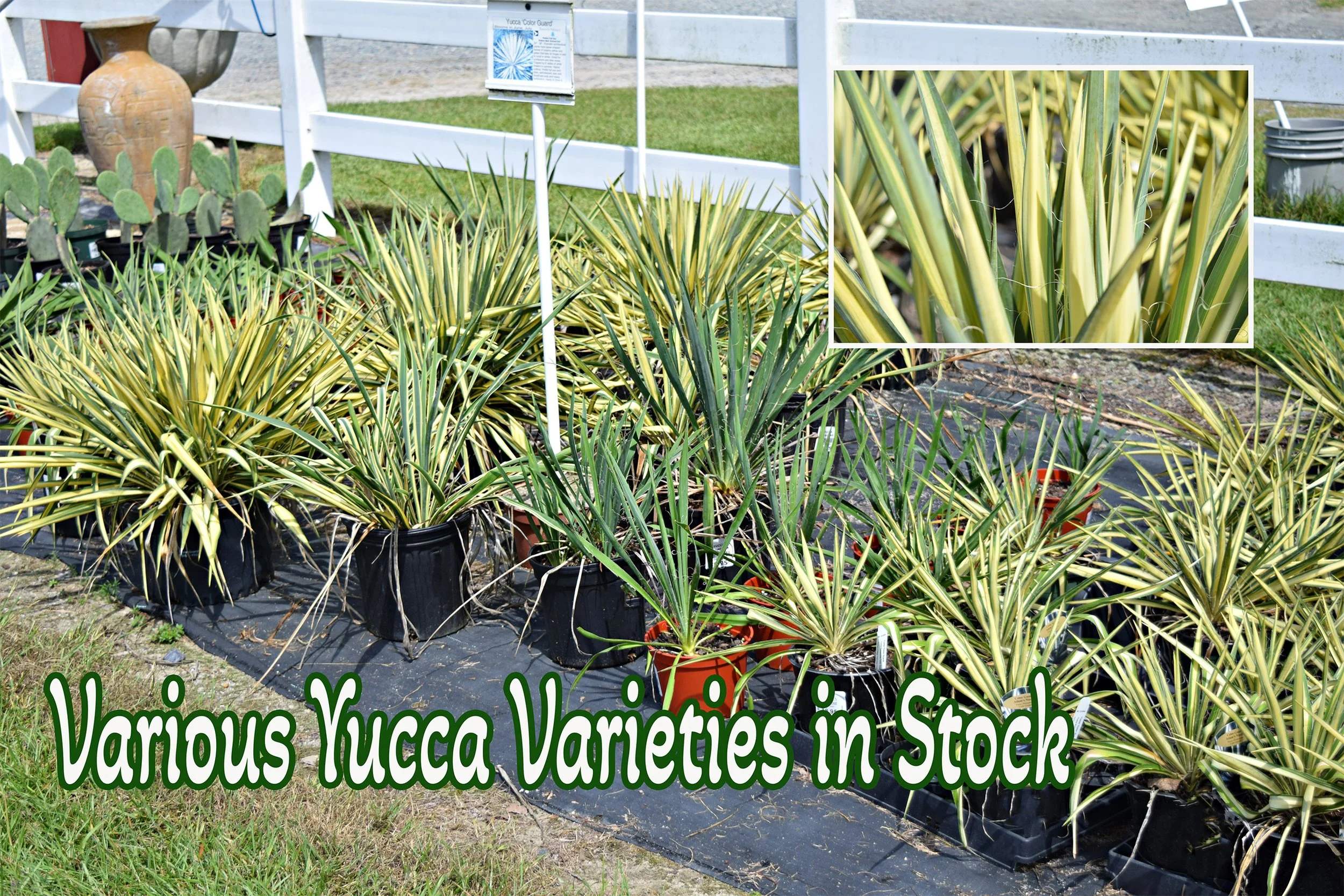 yucca.jpg
