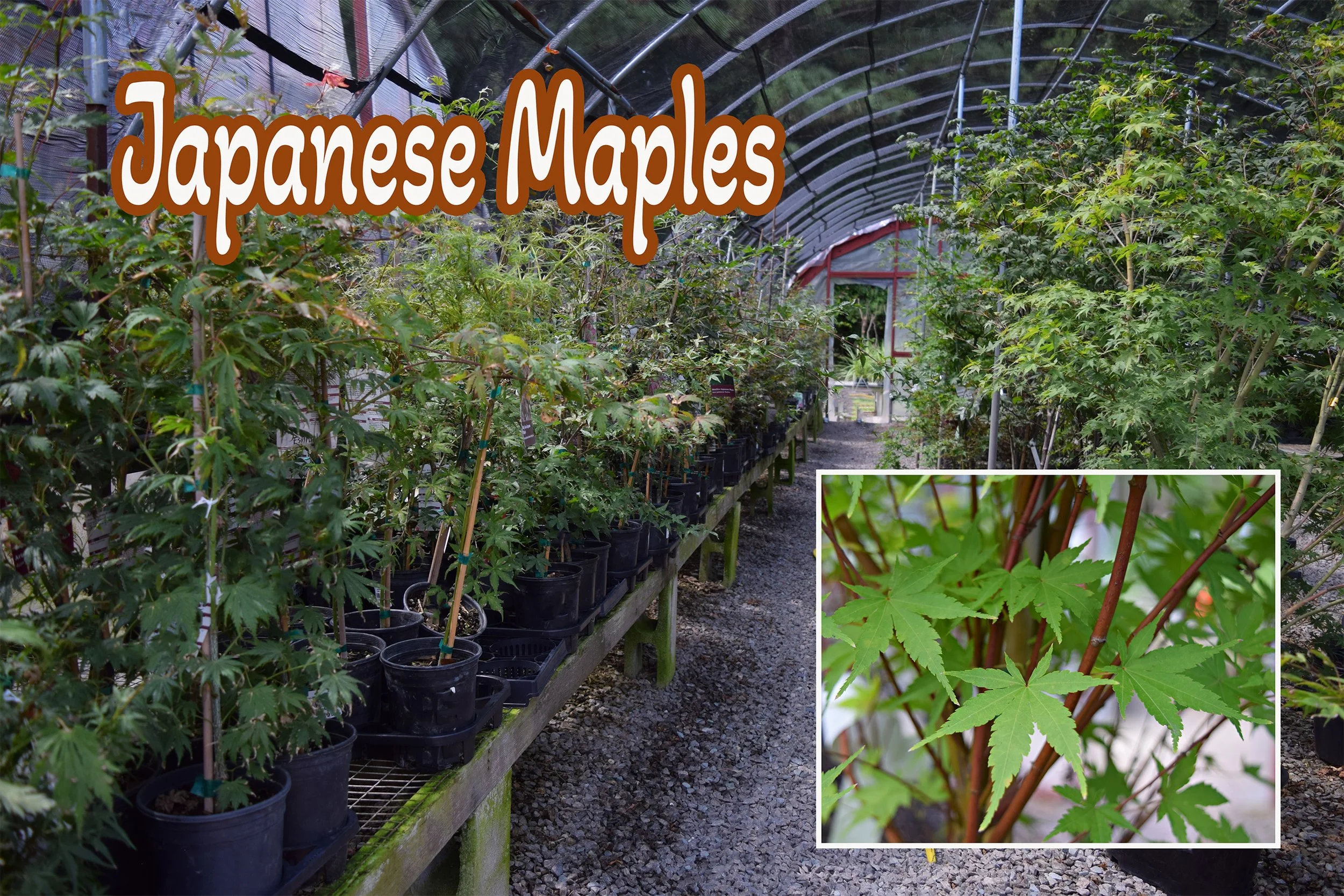 japanese maples.jpg