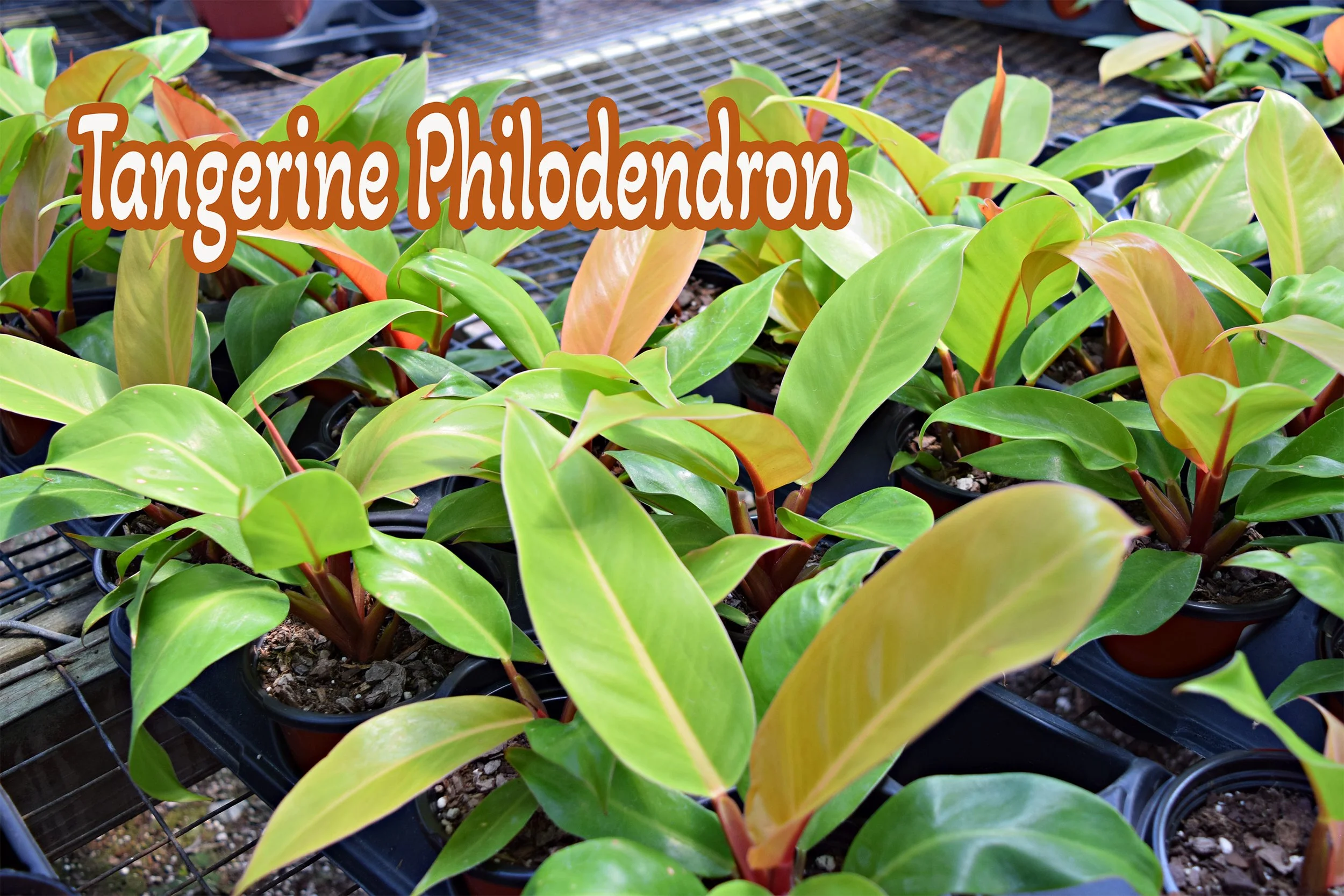 tangerine philodendron.jpg