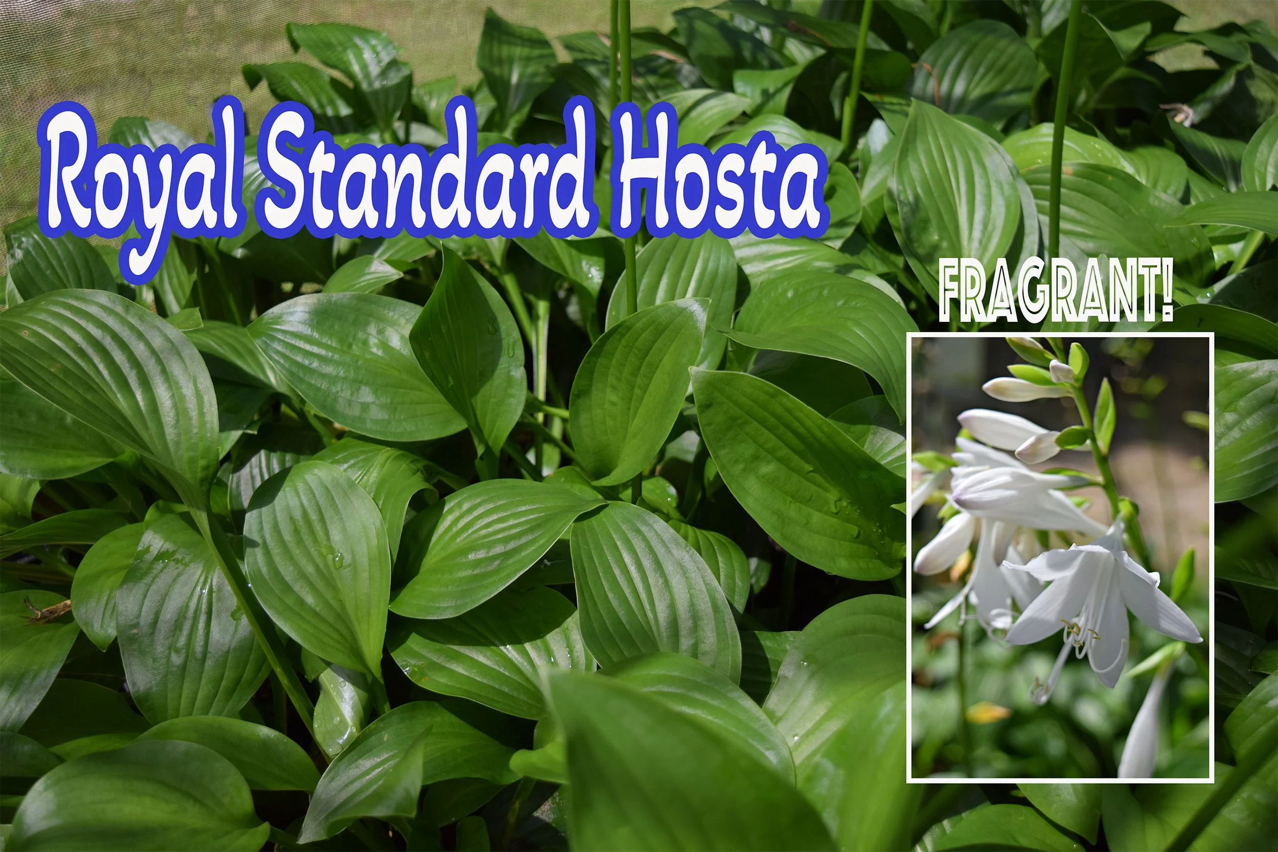 royal standard hosta.jpg