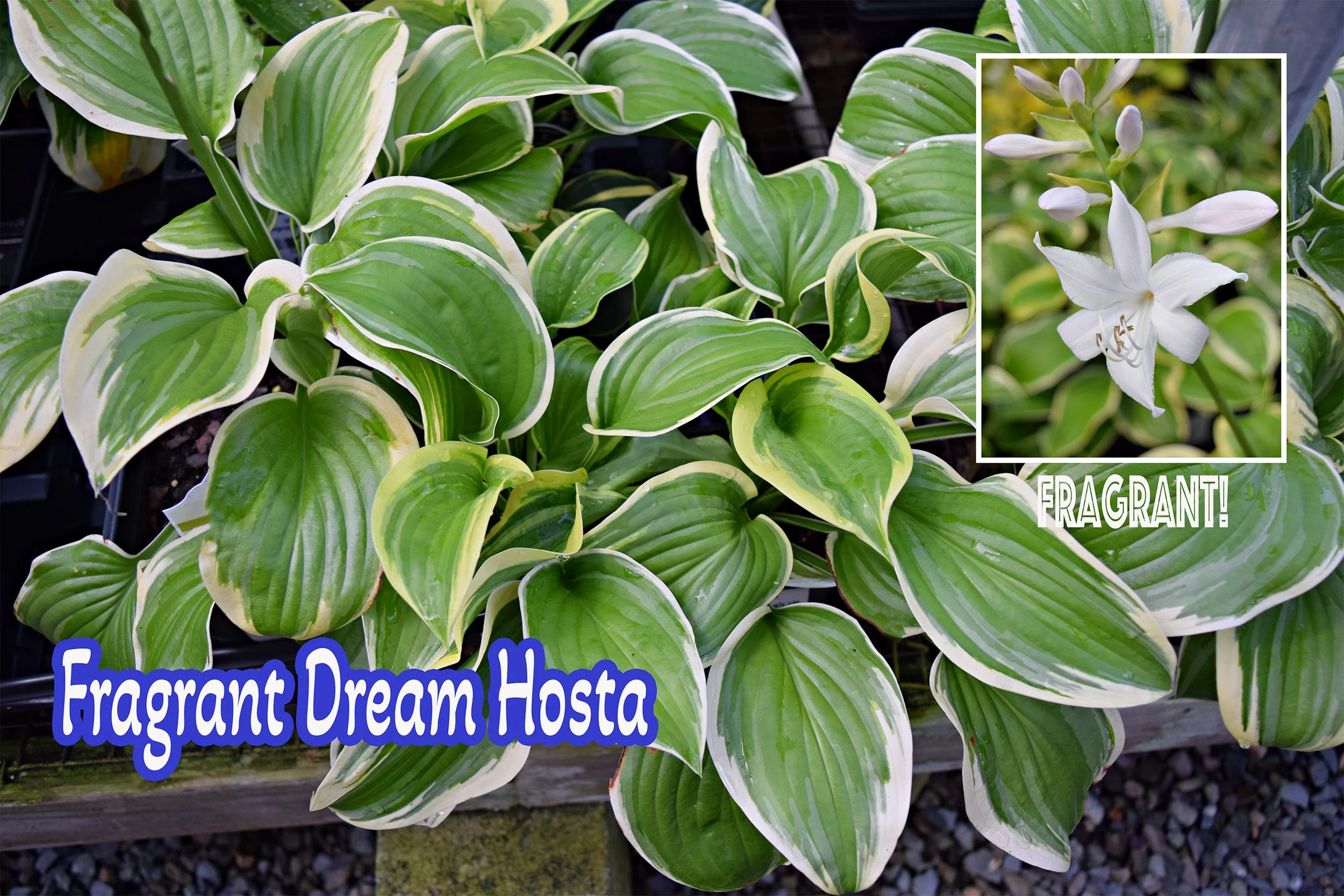 fragrant dream hosta.jpg