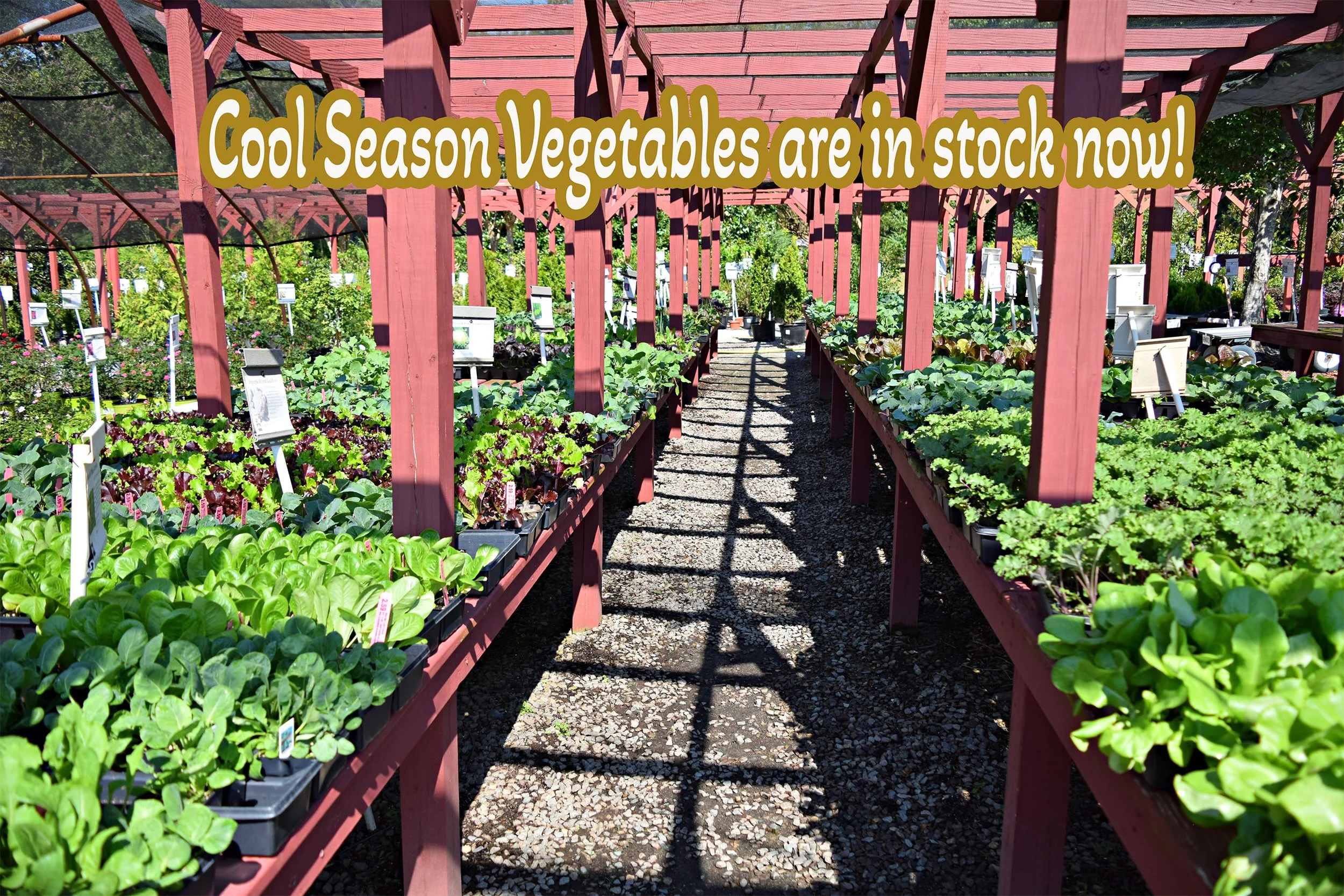 cool season veggies.jpg