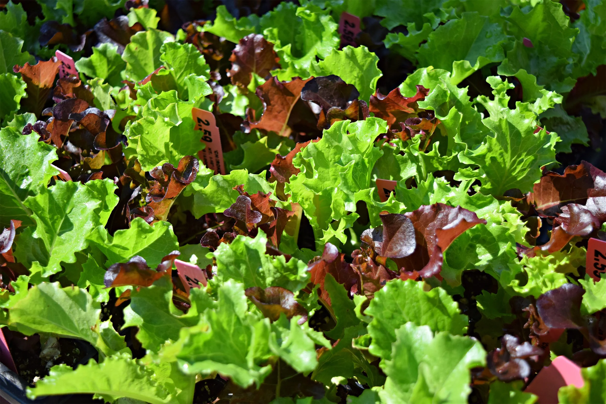 lettuce.jpg