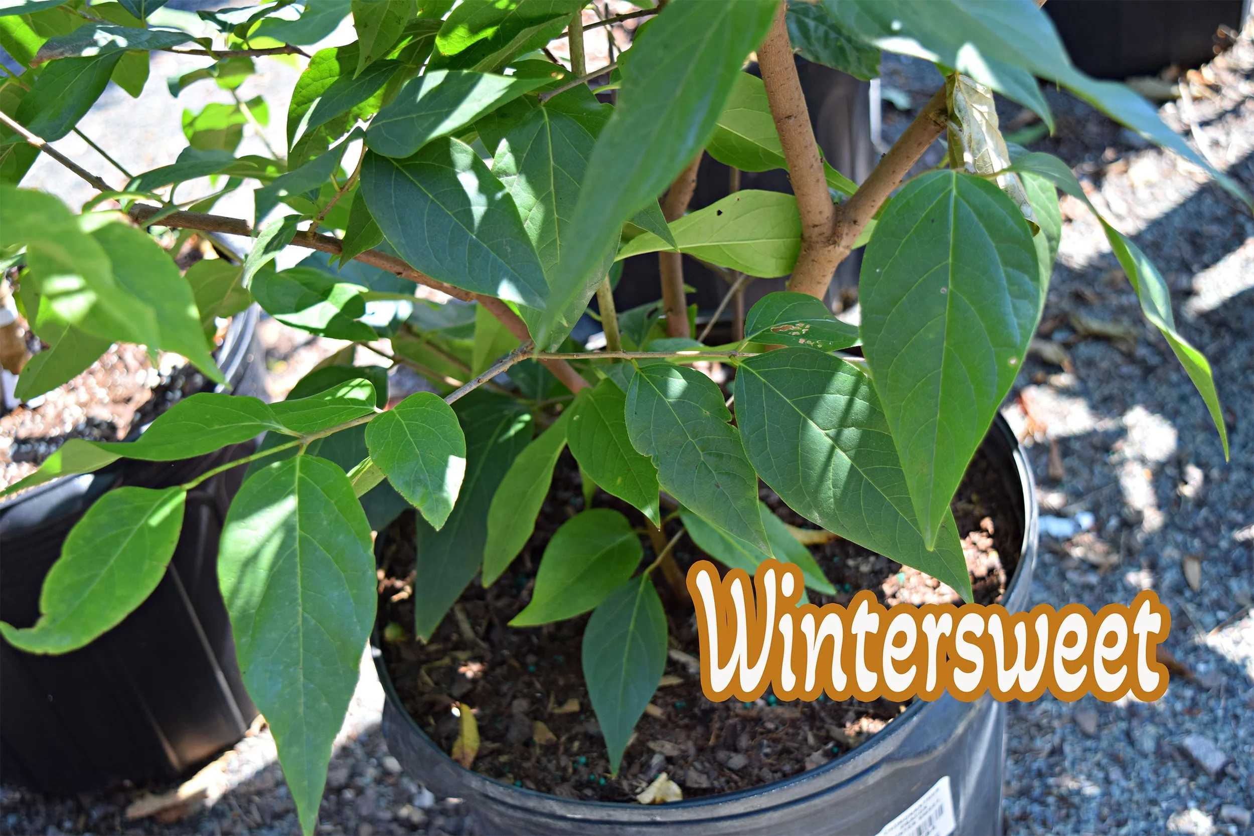wintersweet.jpg
