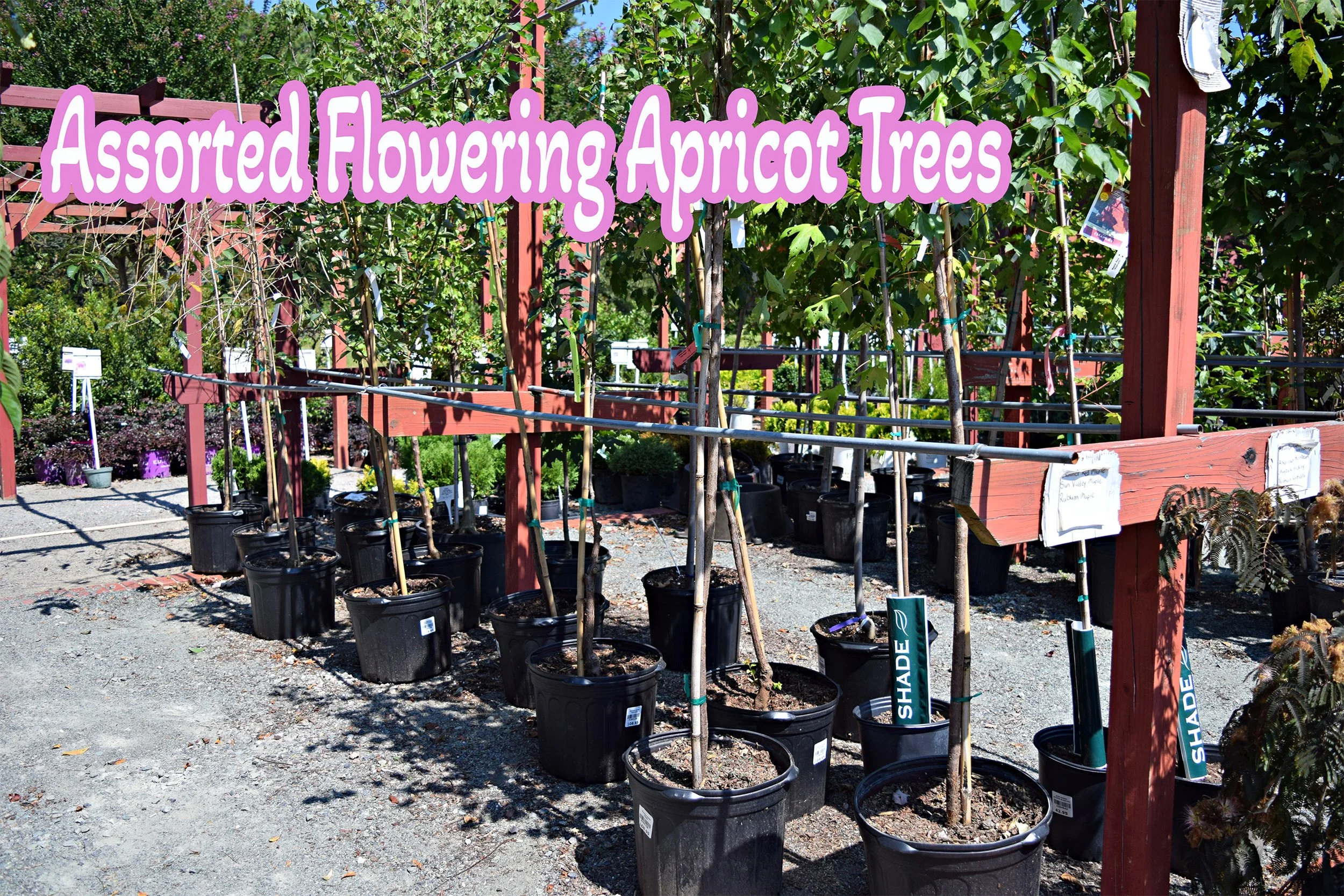 flowering apricot.jpg