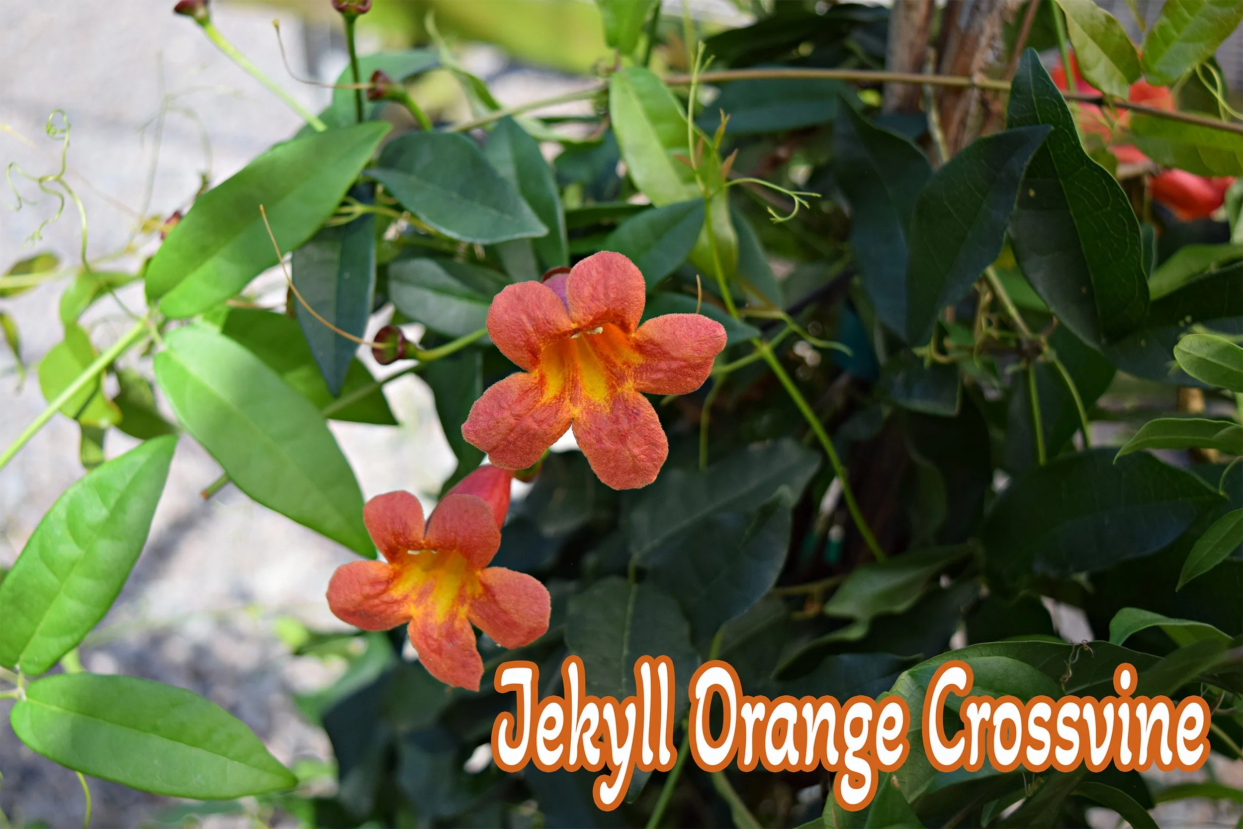 jekyll orange crossvine.jpg