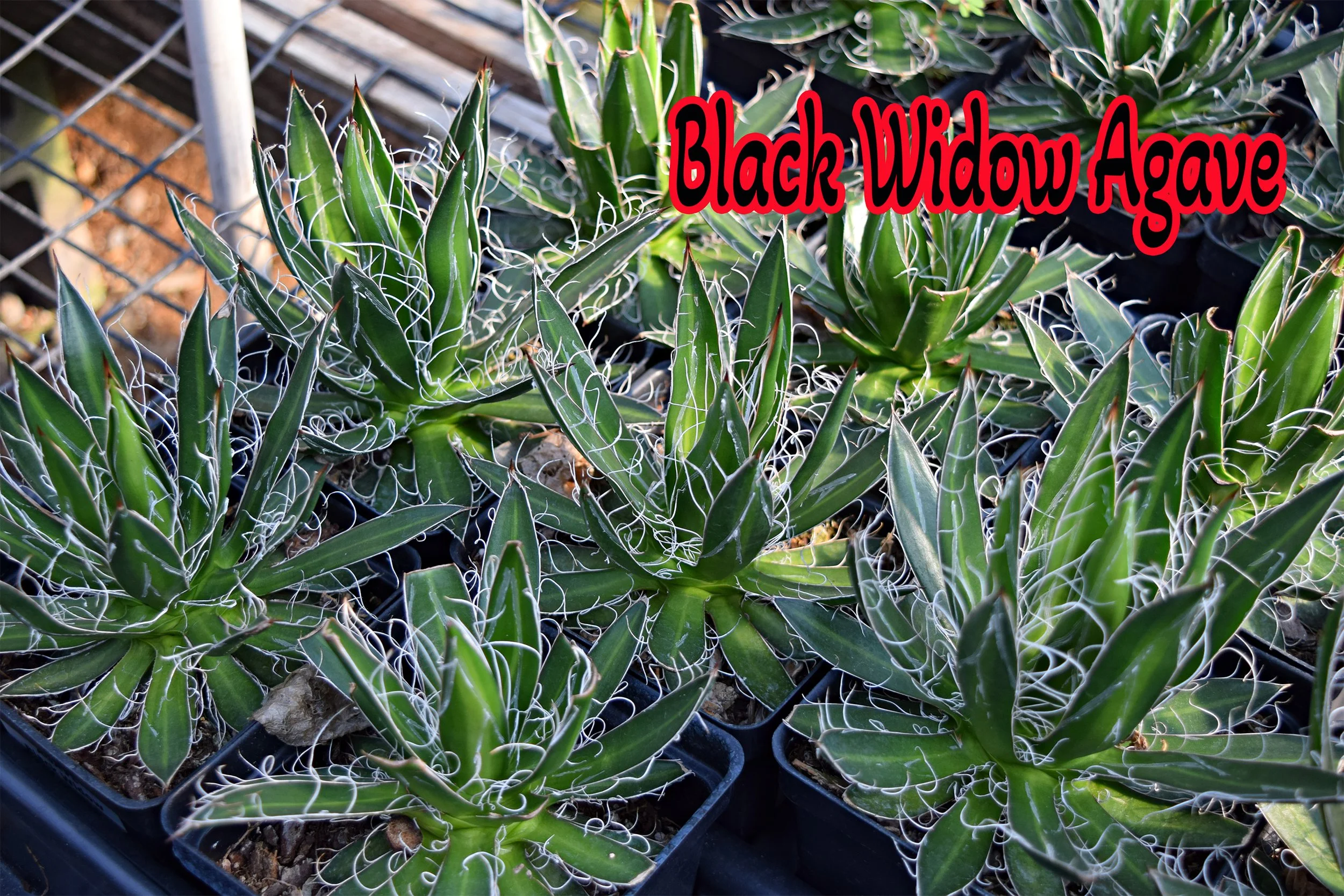blackwidowagave.jpg