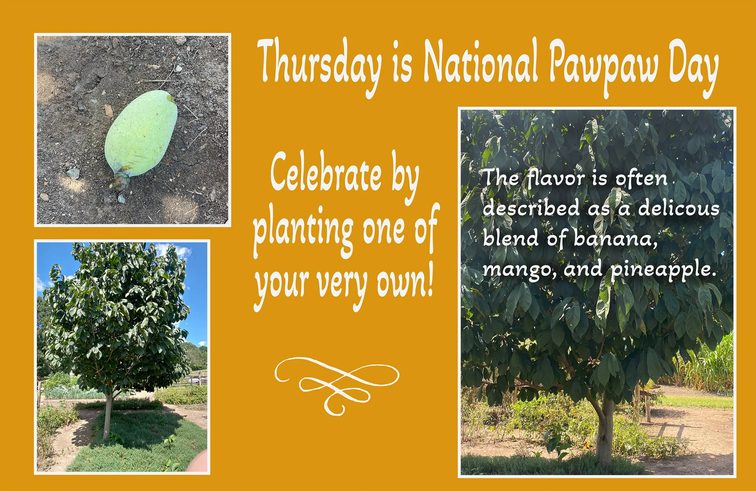 pawpaw.jpg