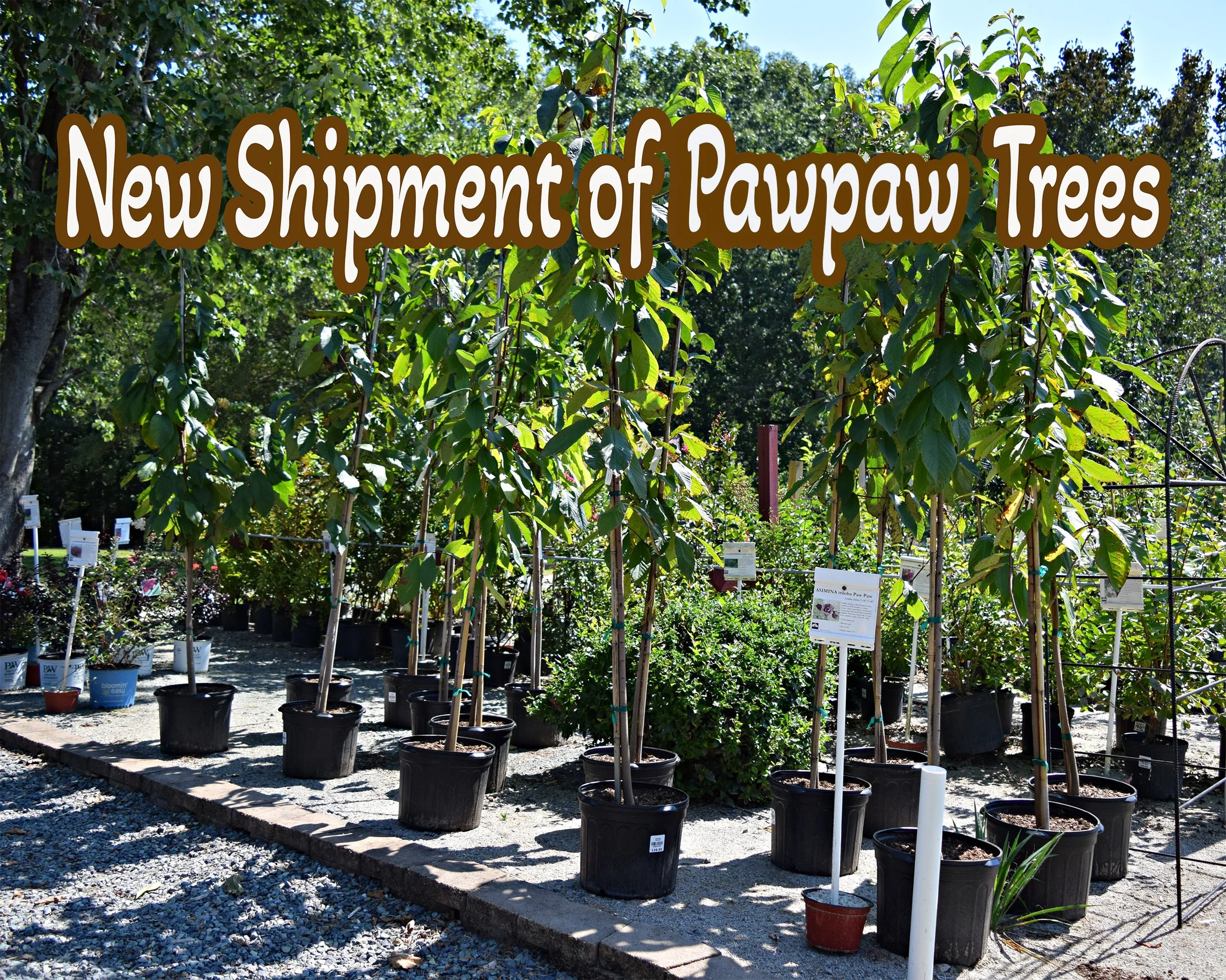 paw paw.jpg