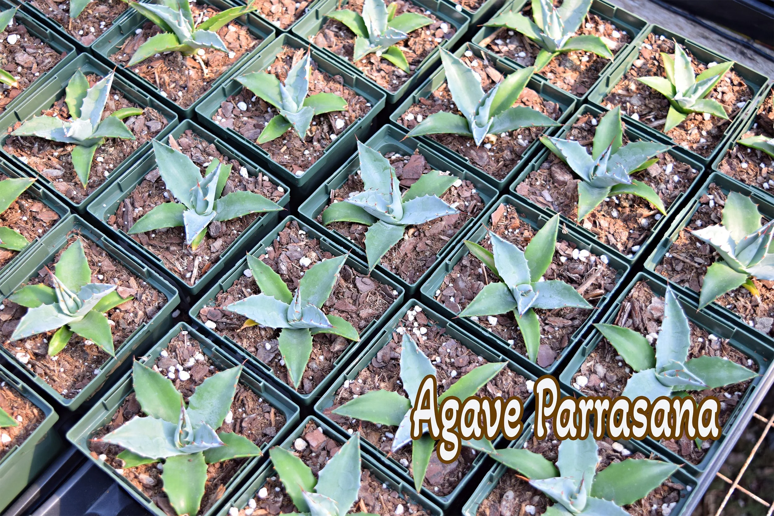 agave parrasana .jpg