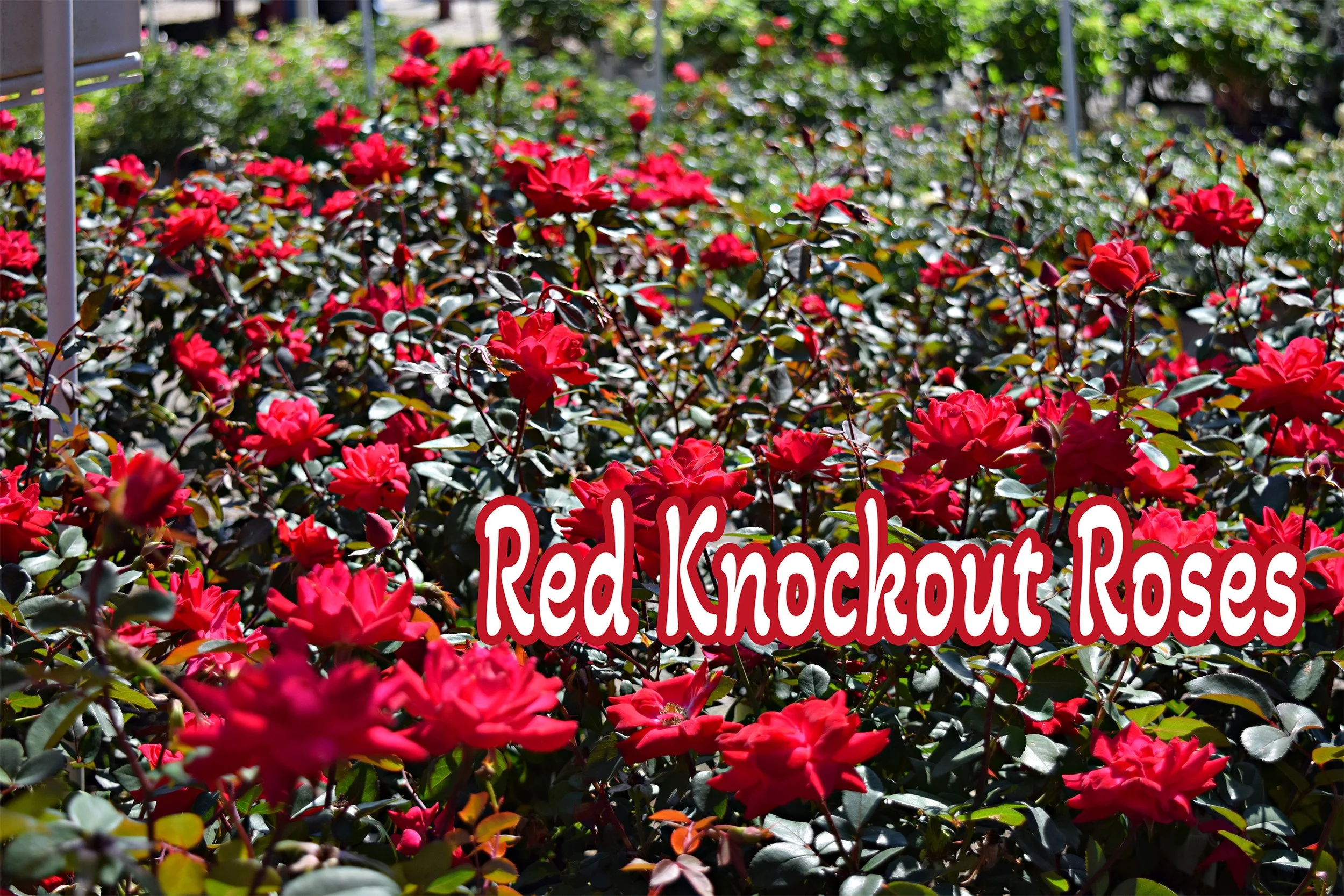 red knockout roses.jpg
