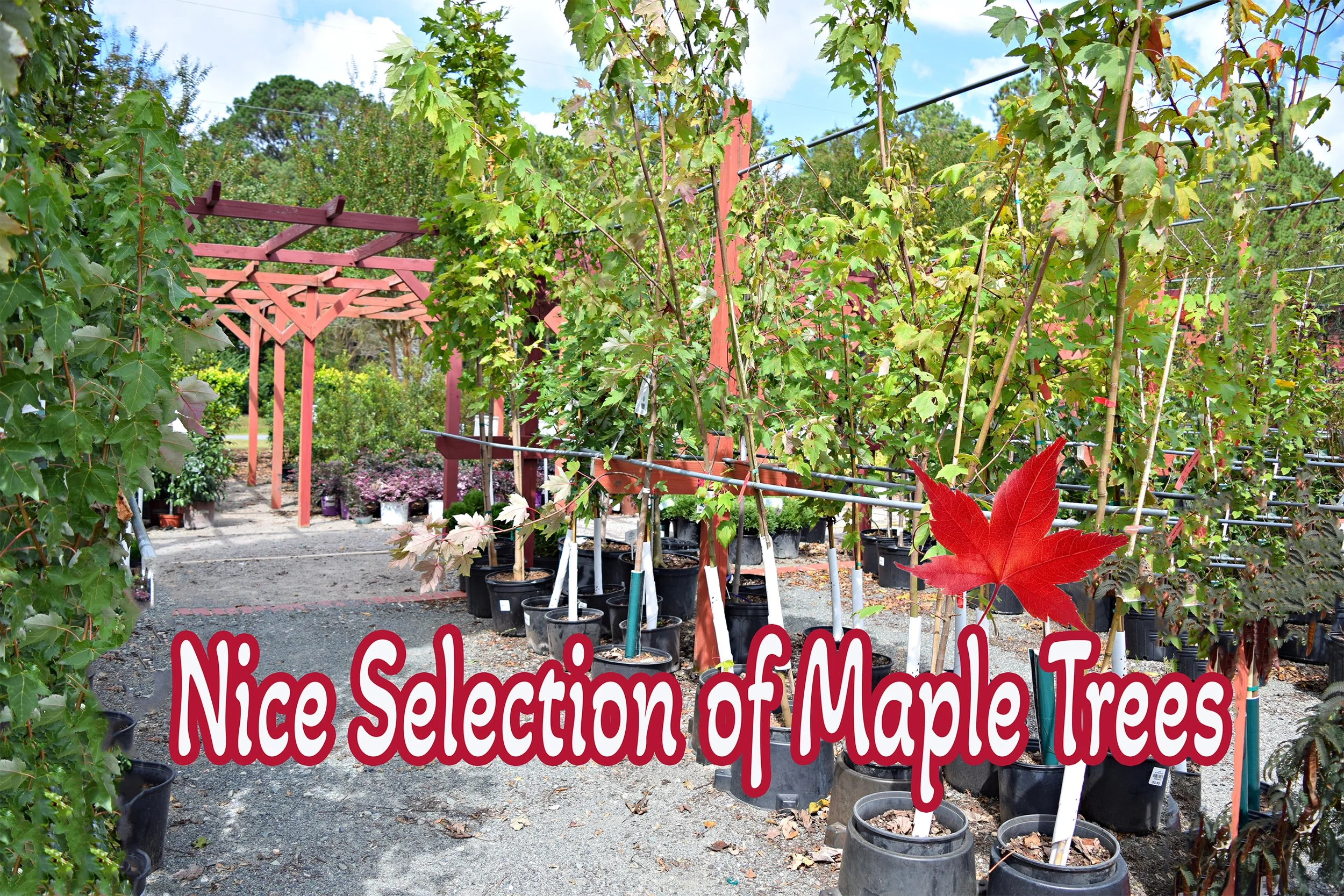 maple trees.jpg
