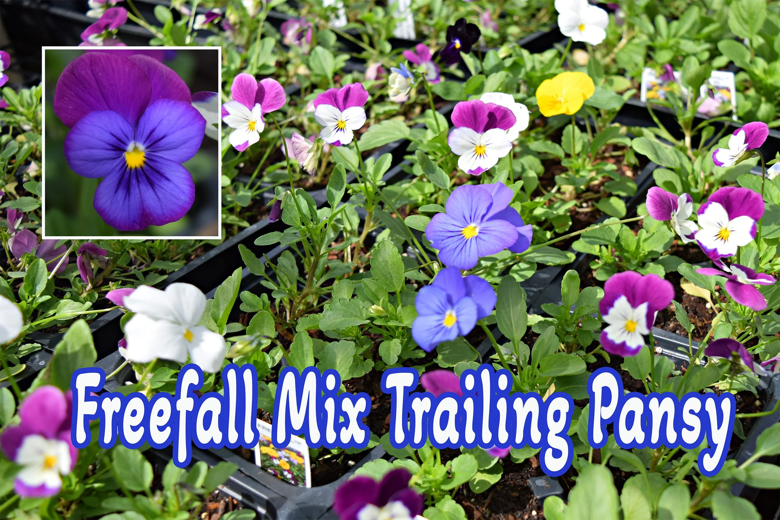 freefall mix trailing pansy.jpg