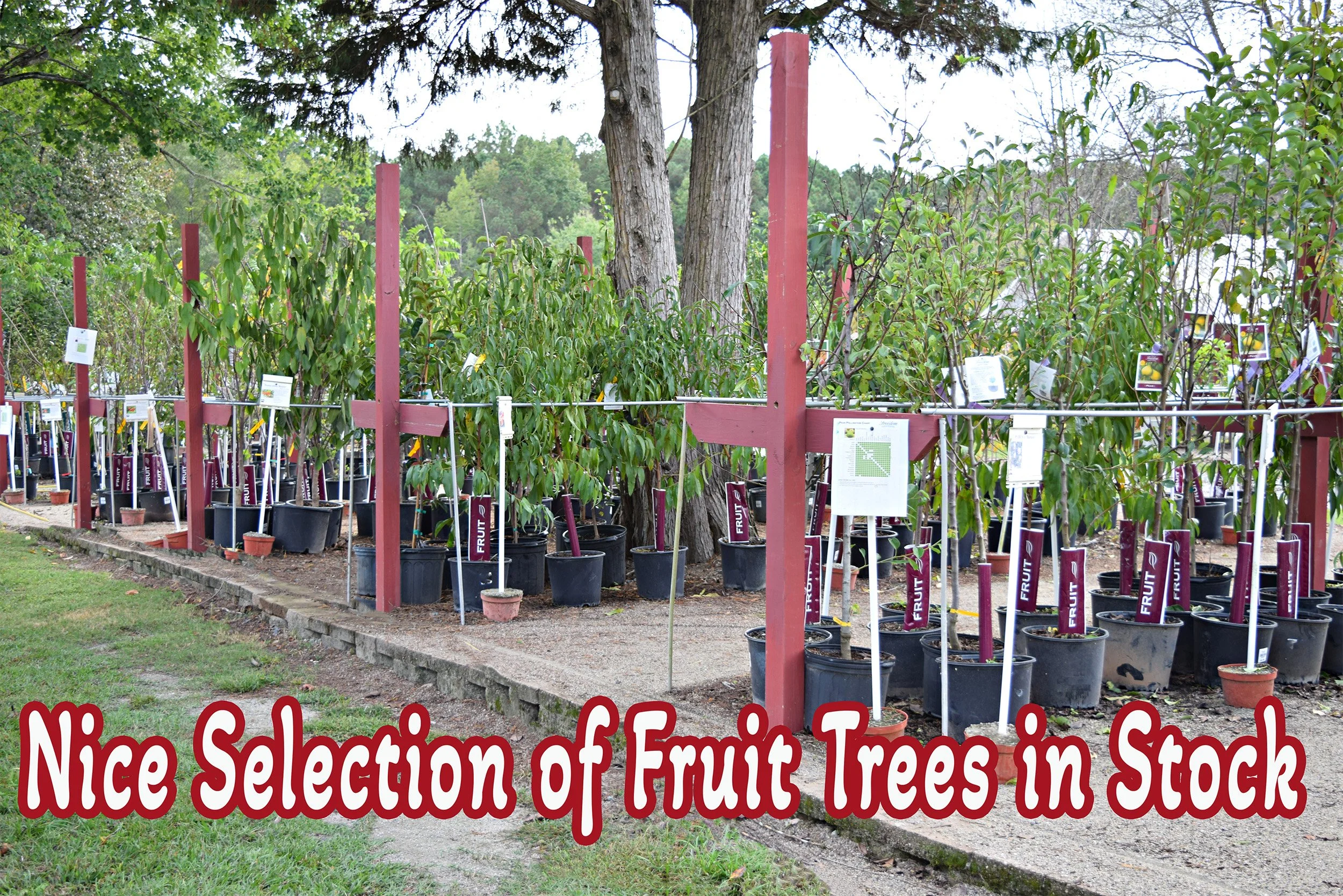 fruit trees.jpg