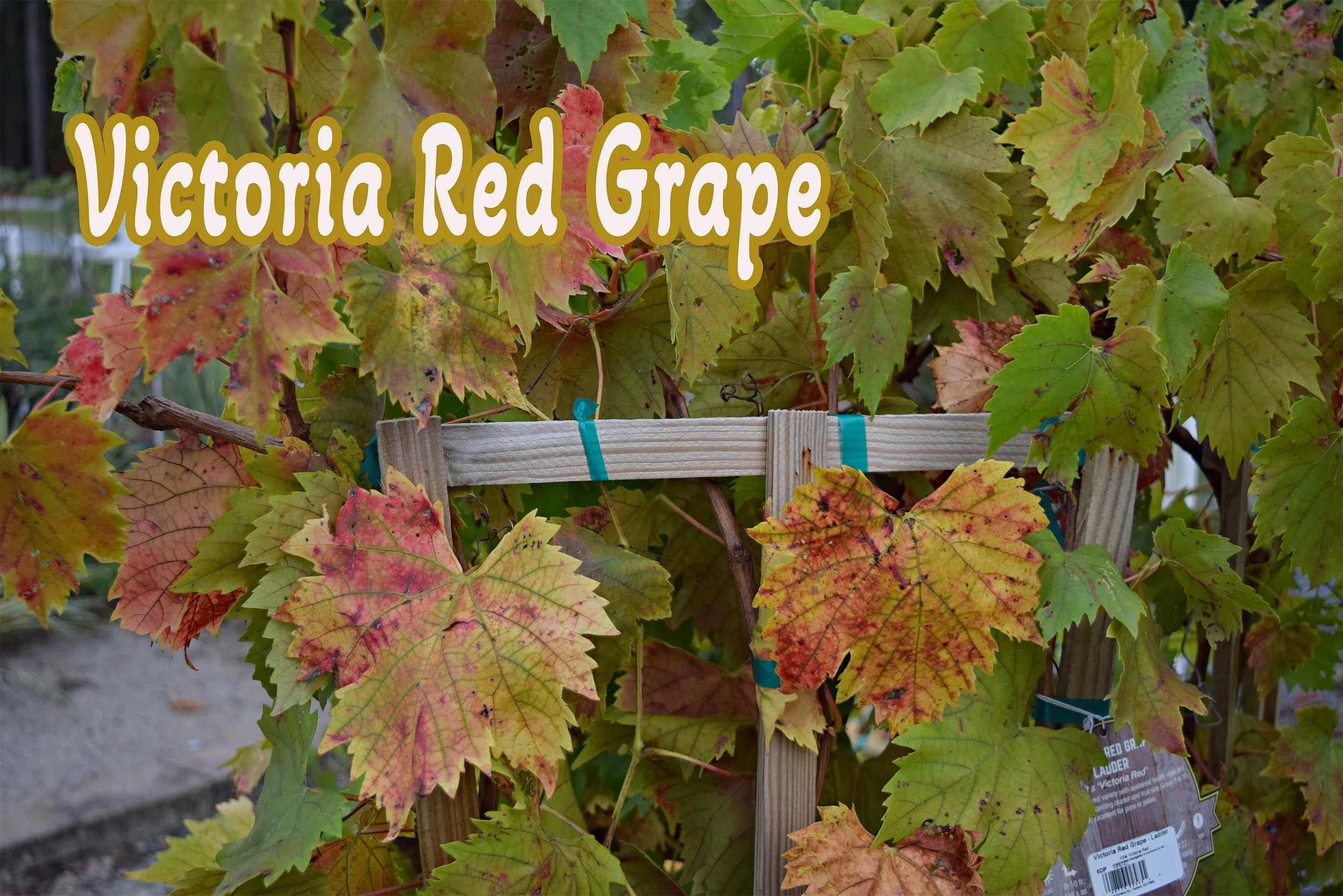 victoria red grape.jpg