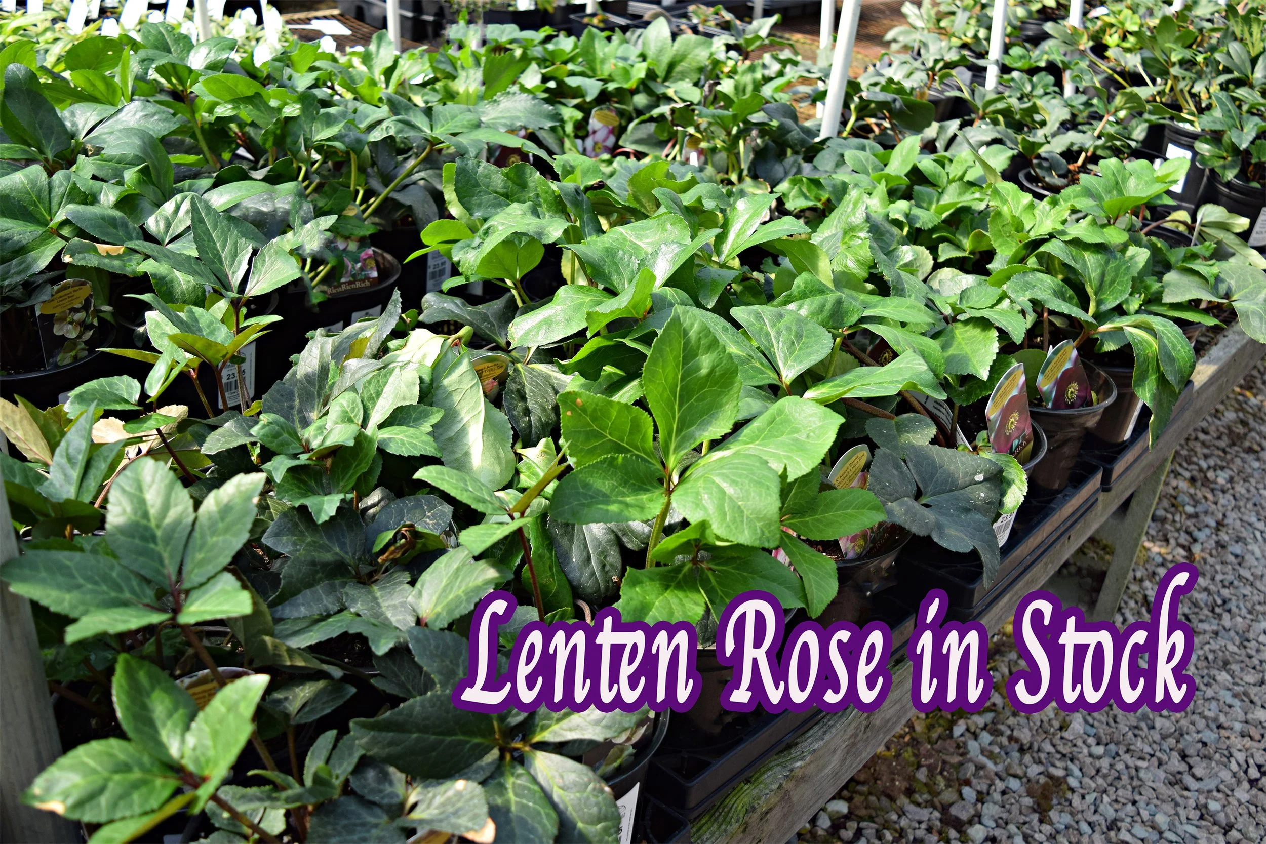 lenten rose.jpg