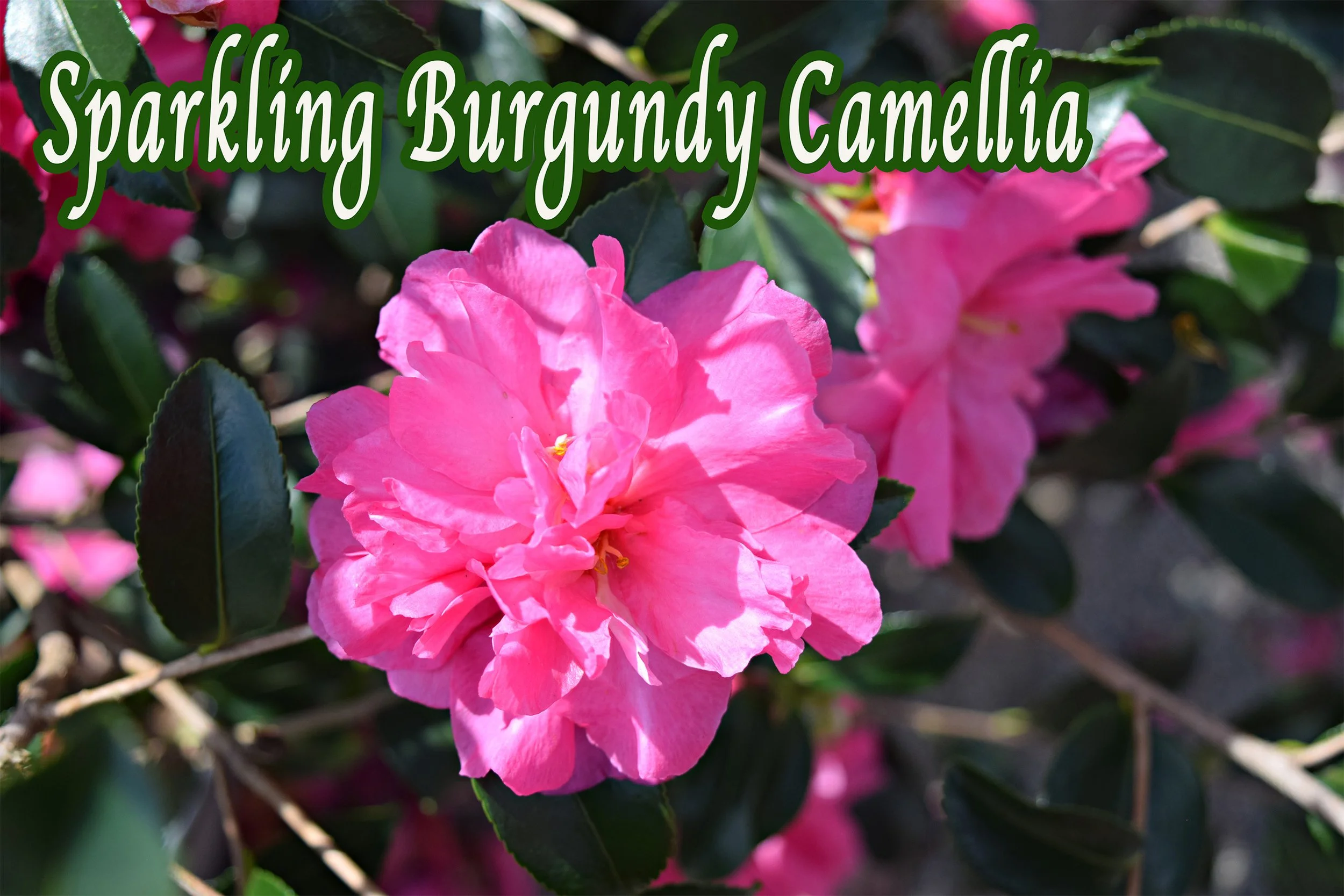 sparkling burgundy camellia.jpg