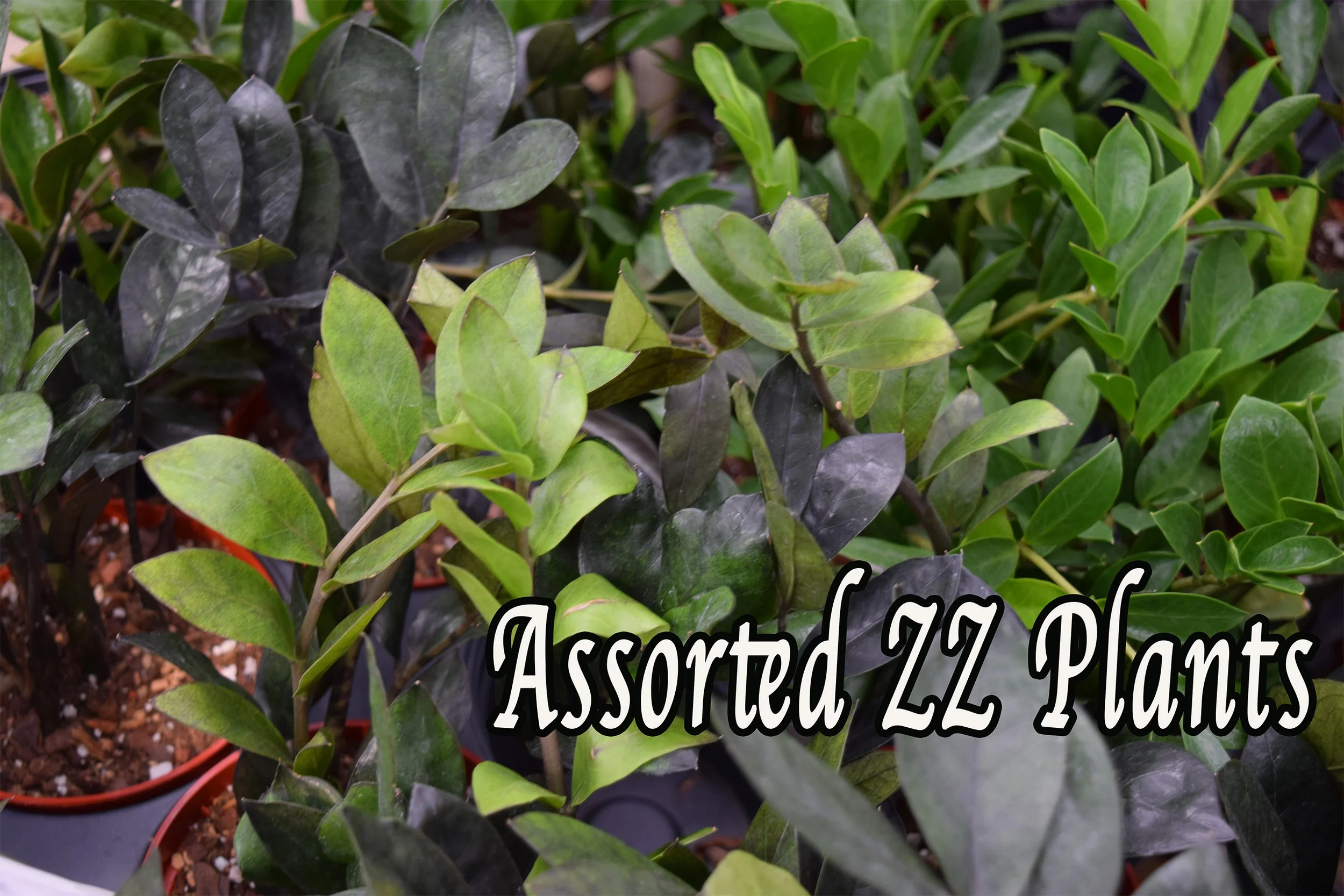 zz plants.jpg