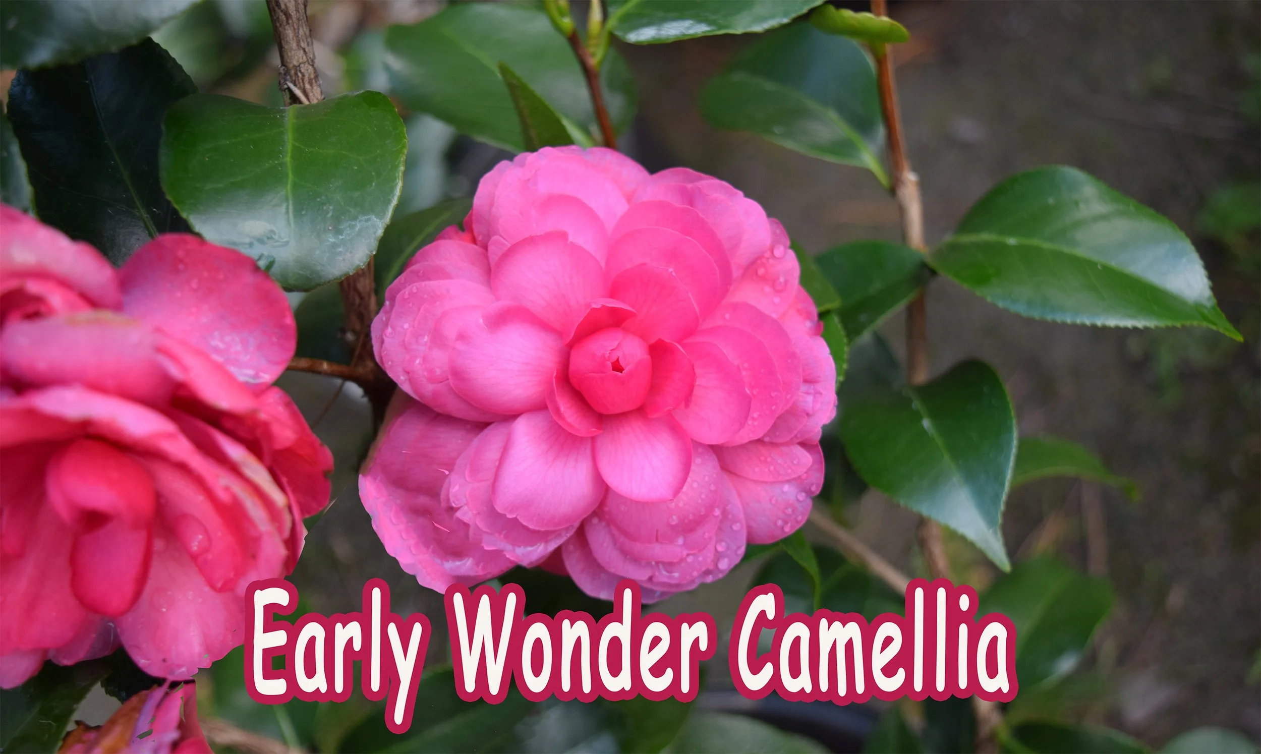 early wonder camellia.jpg