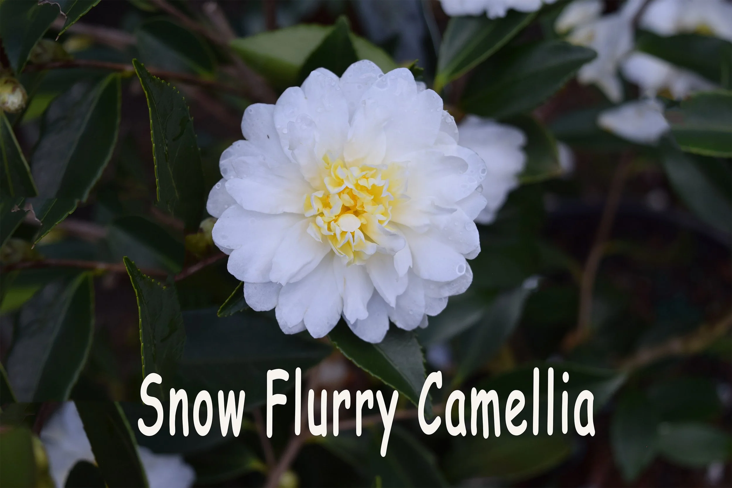 snow flurry camellia.jpg