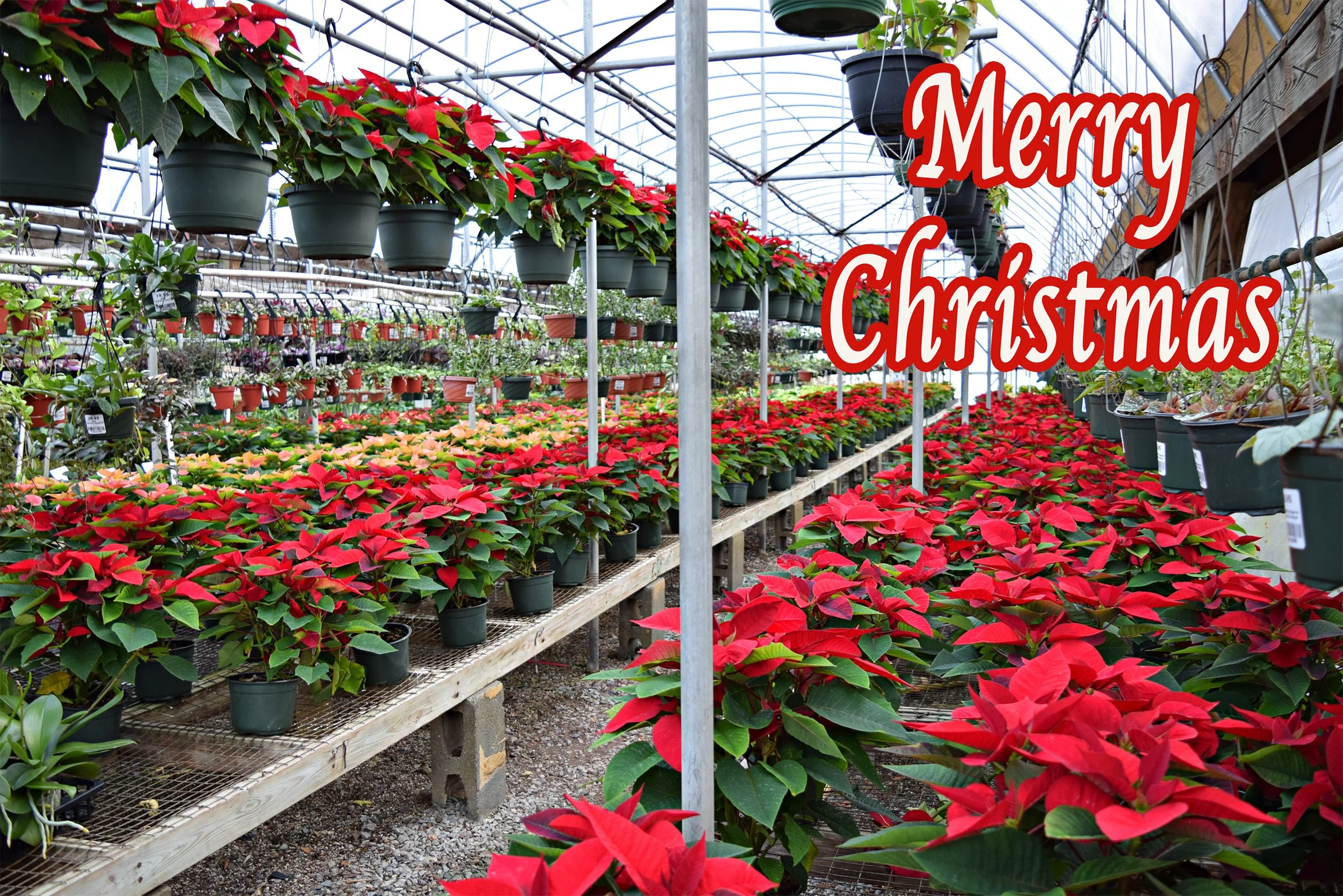 poinsettia_house.jpg