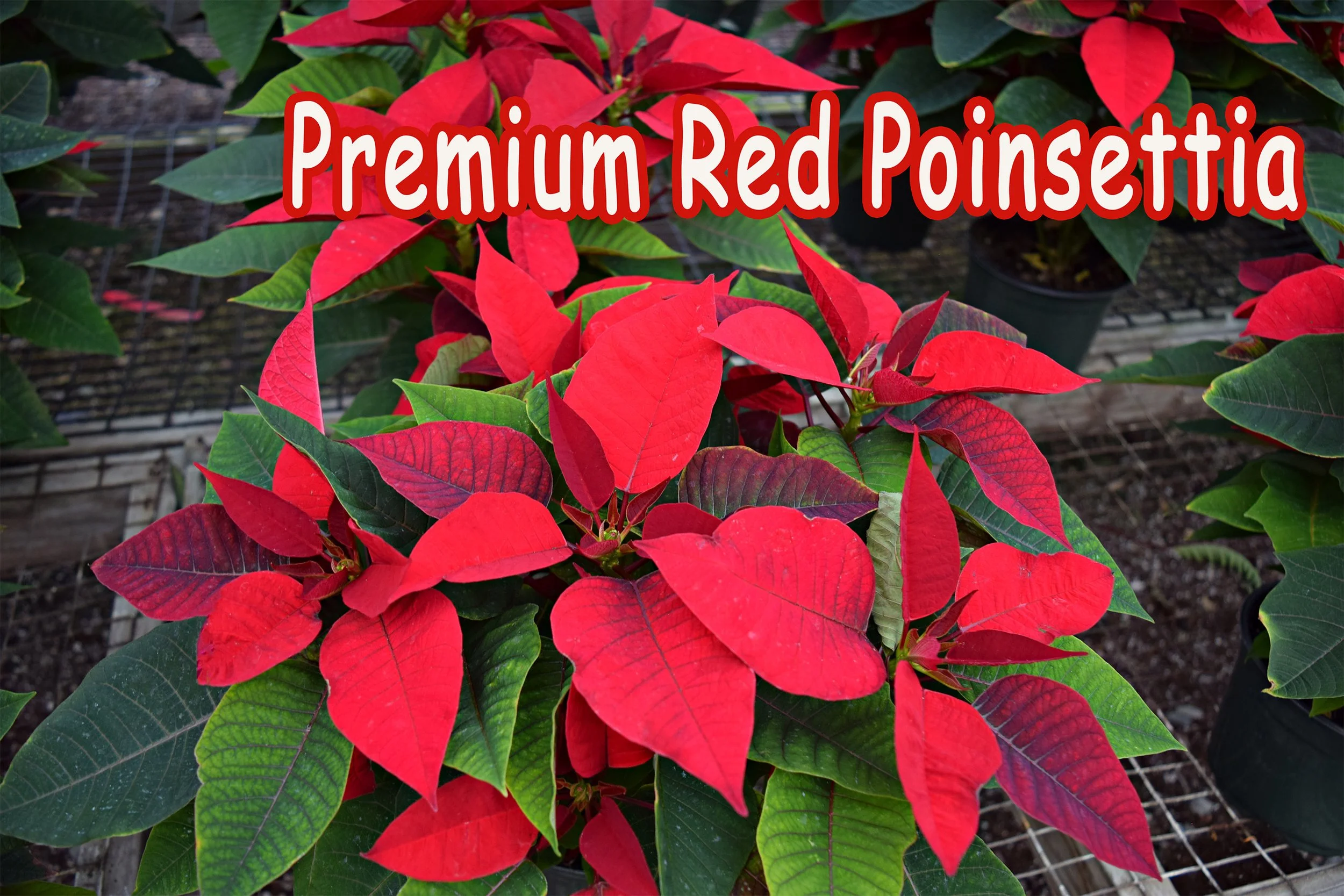 premium red.jpg