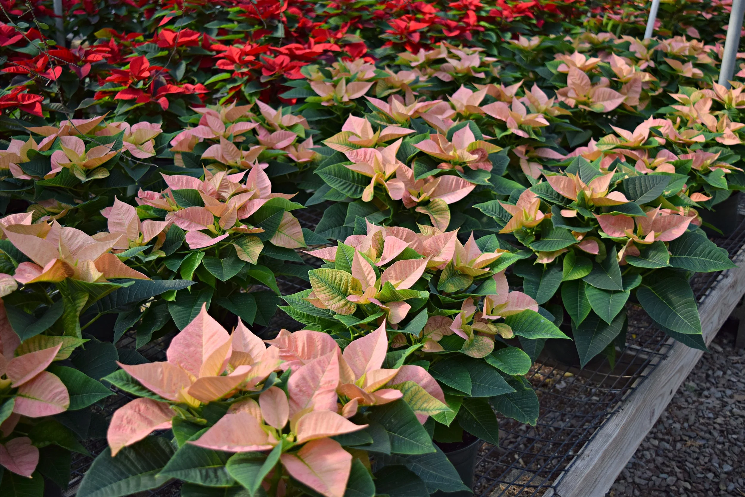 Poinsettia_pink shot.jpg
