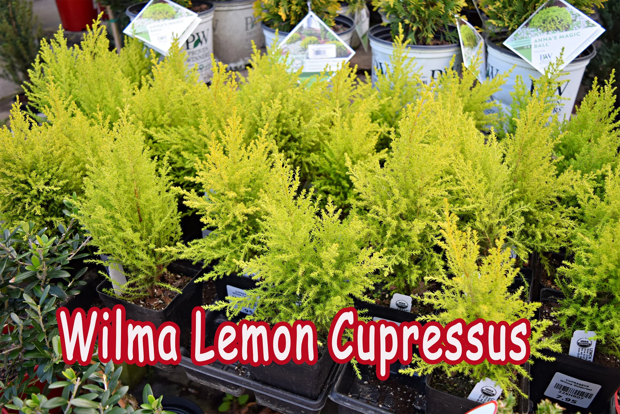 wilma lemon cupressus.jpg