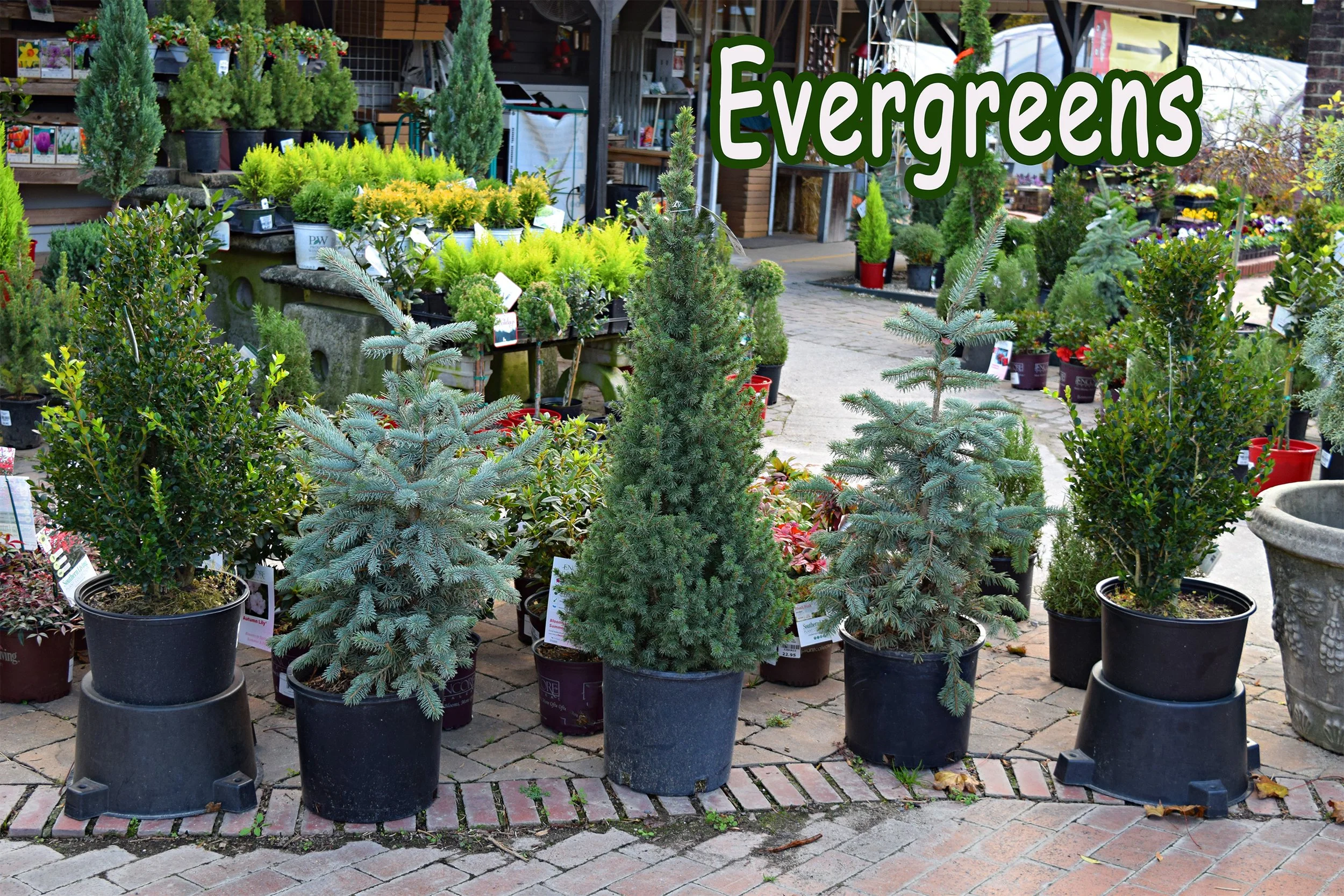 evergreens.jpg