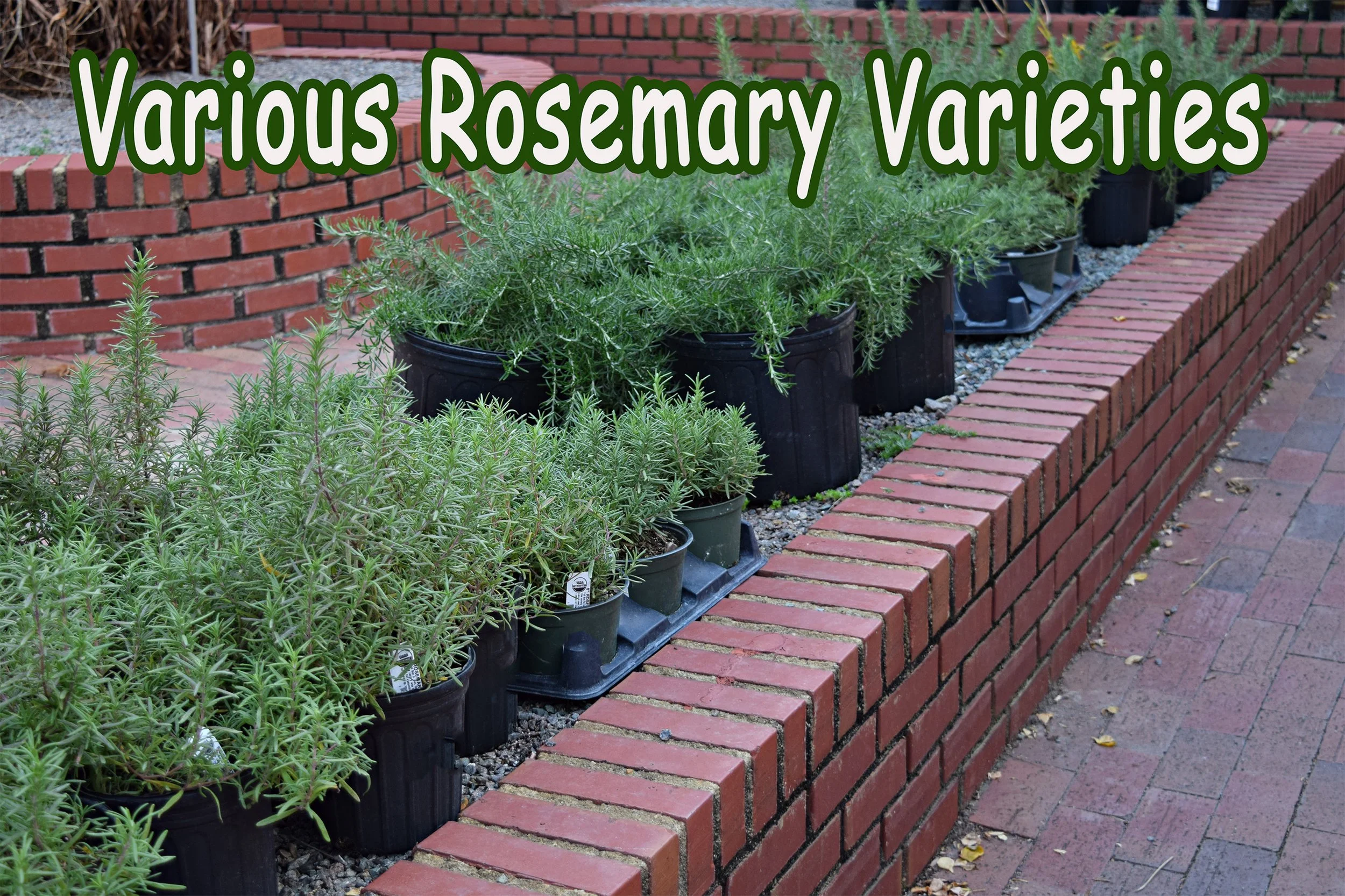 rosemary.jpg