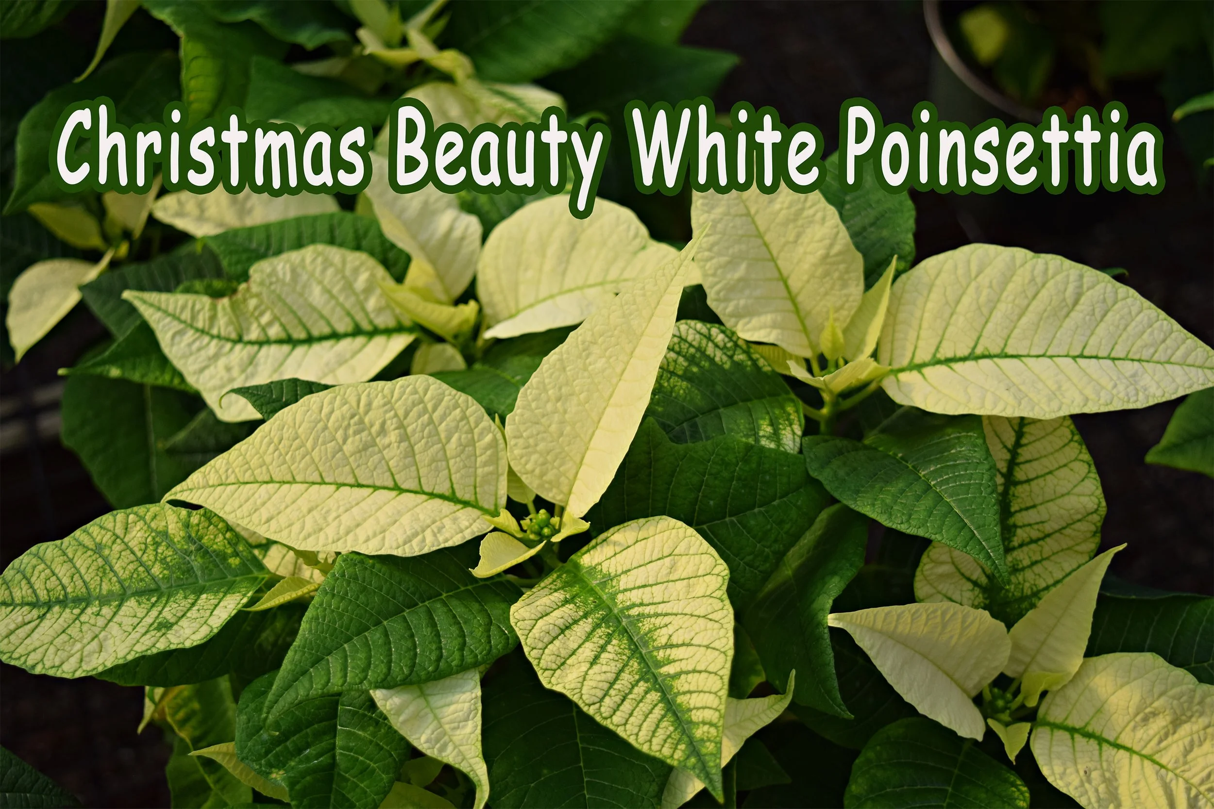 christmas beauty white.jpg