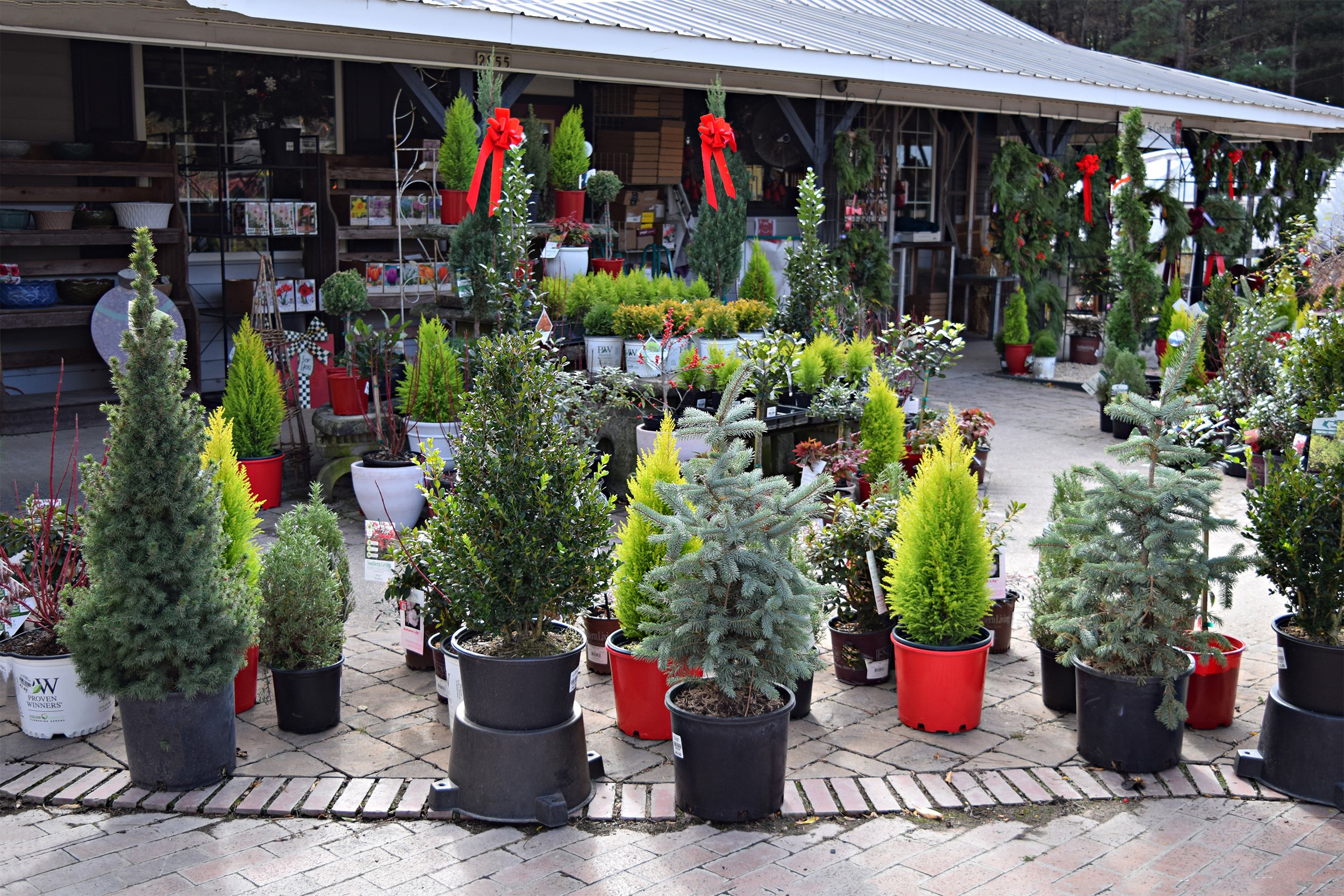 evergreens.jpg