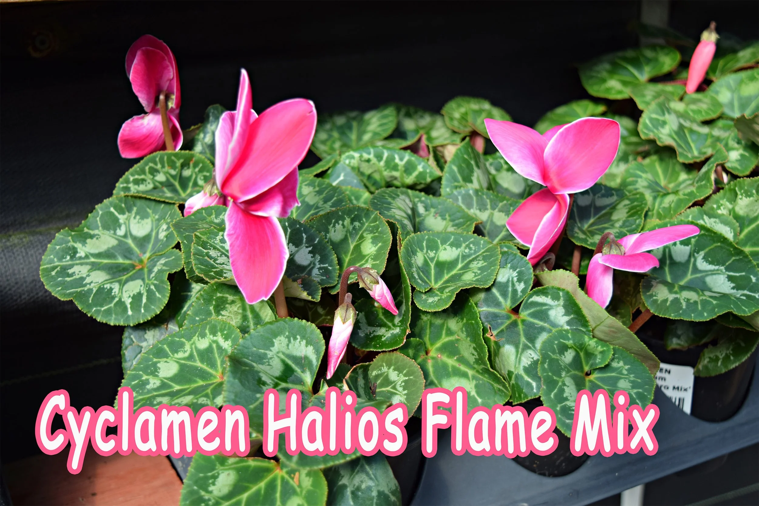 cyclamen.jpg