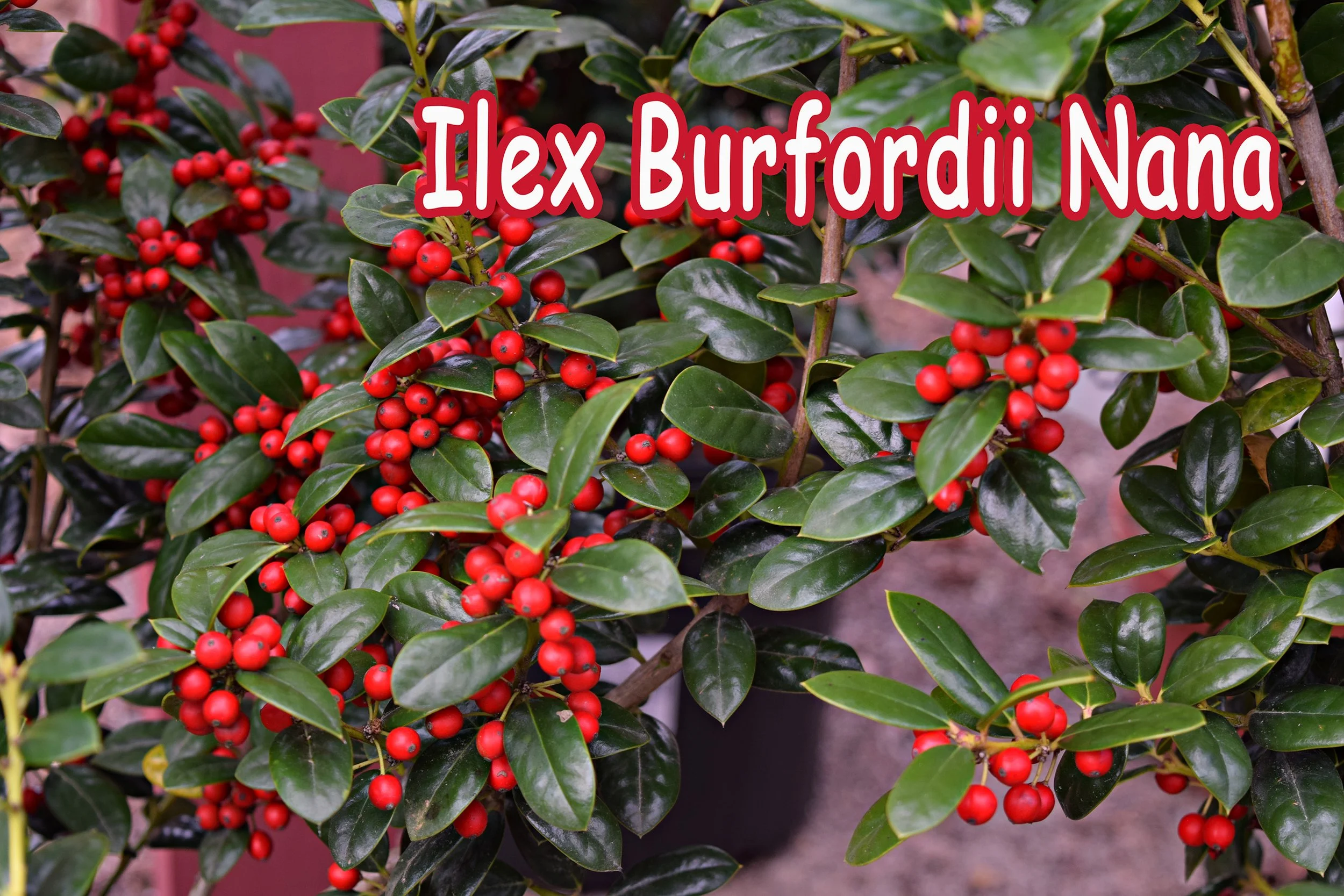 bufordii nana holly.jpg