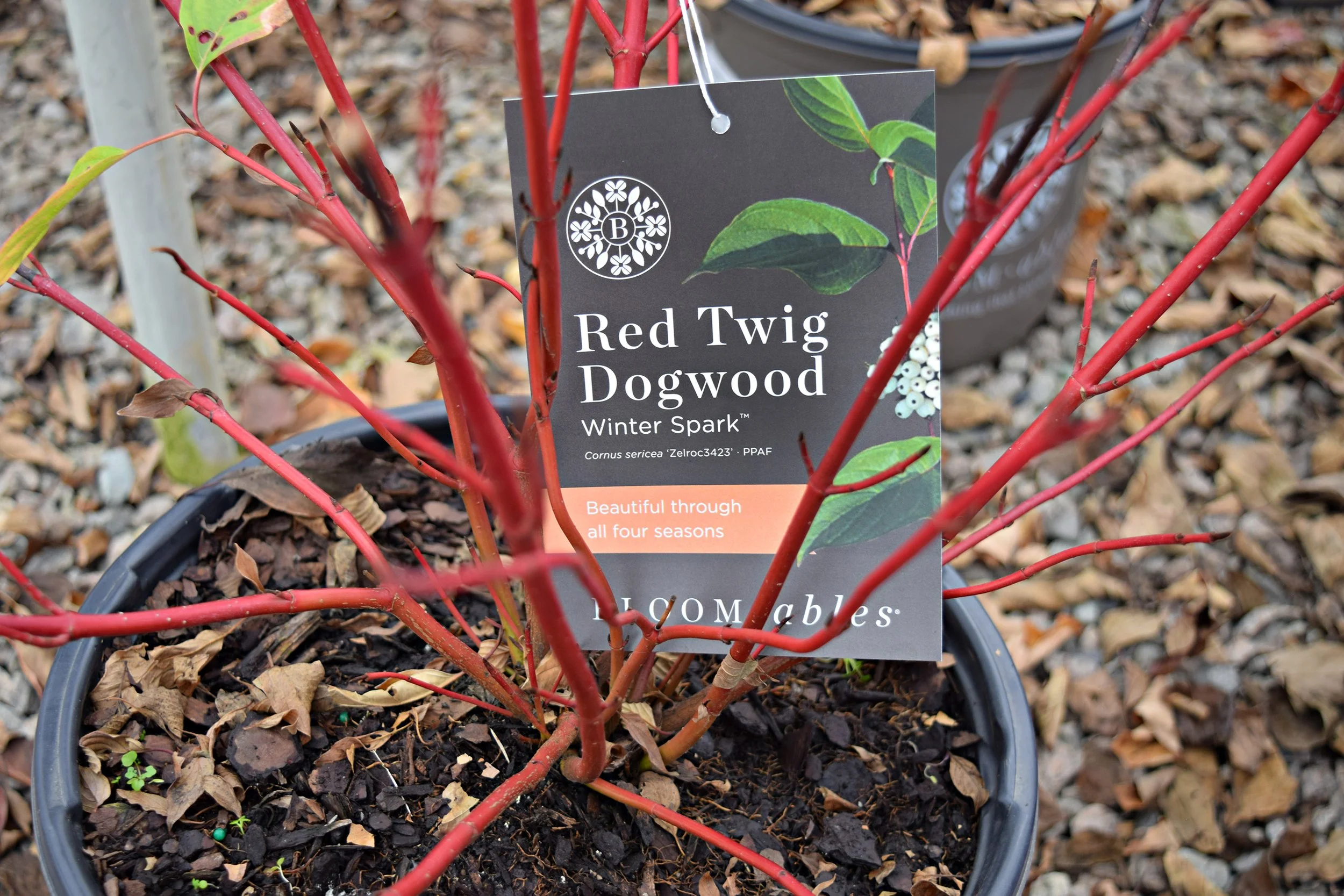 red twig dogwood.jpg