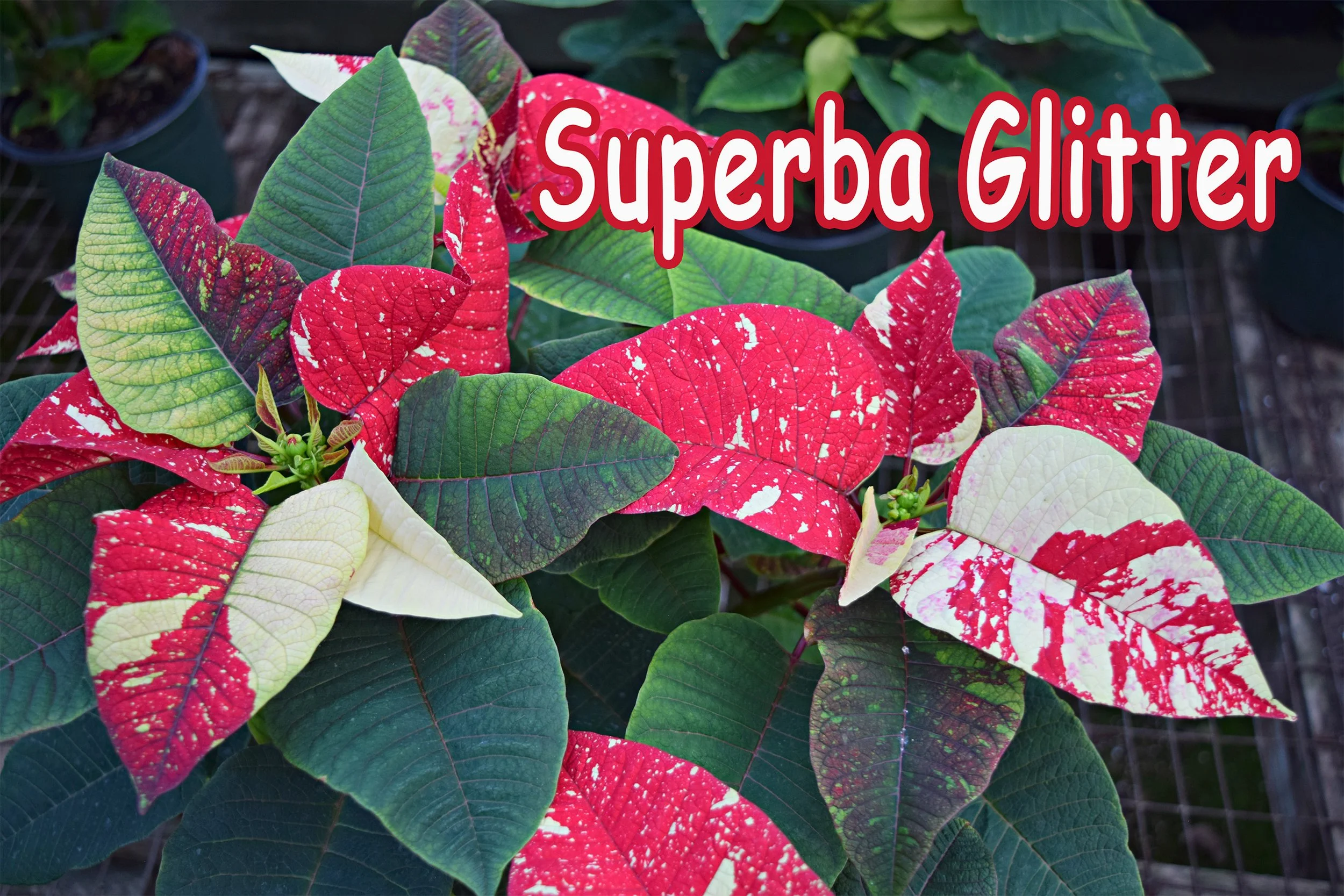 superba glitter.jpg