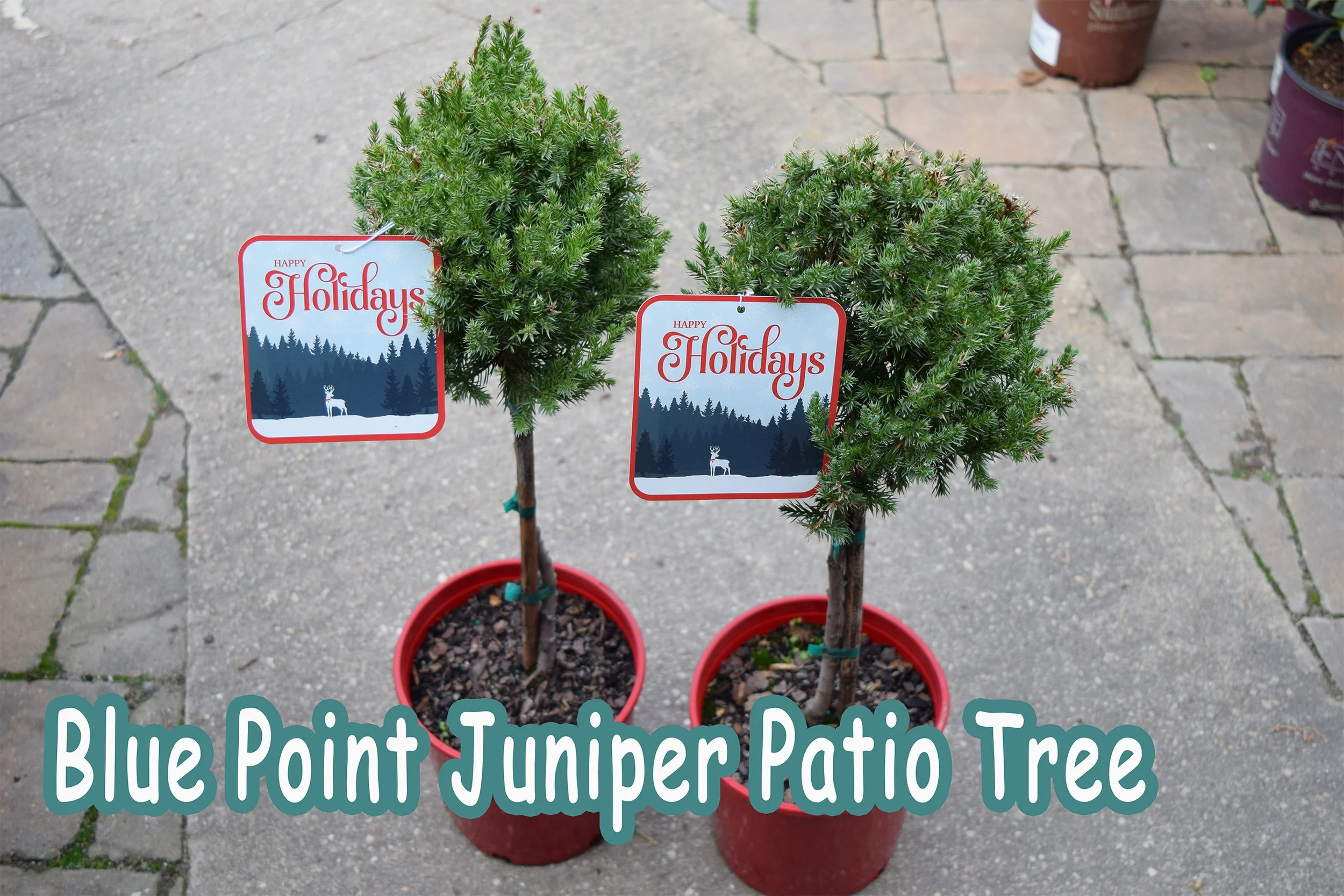 blue point juniper.jpg