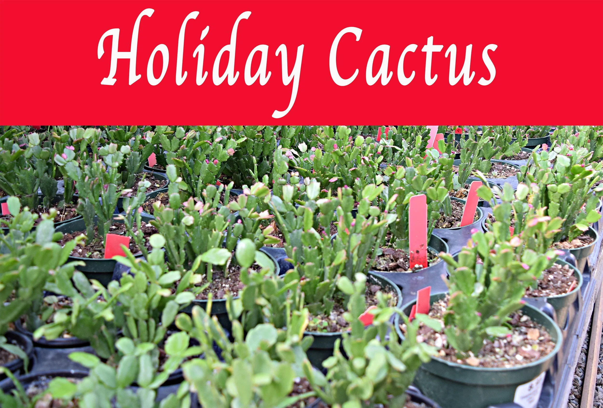 holiday cactus.jpg