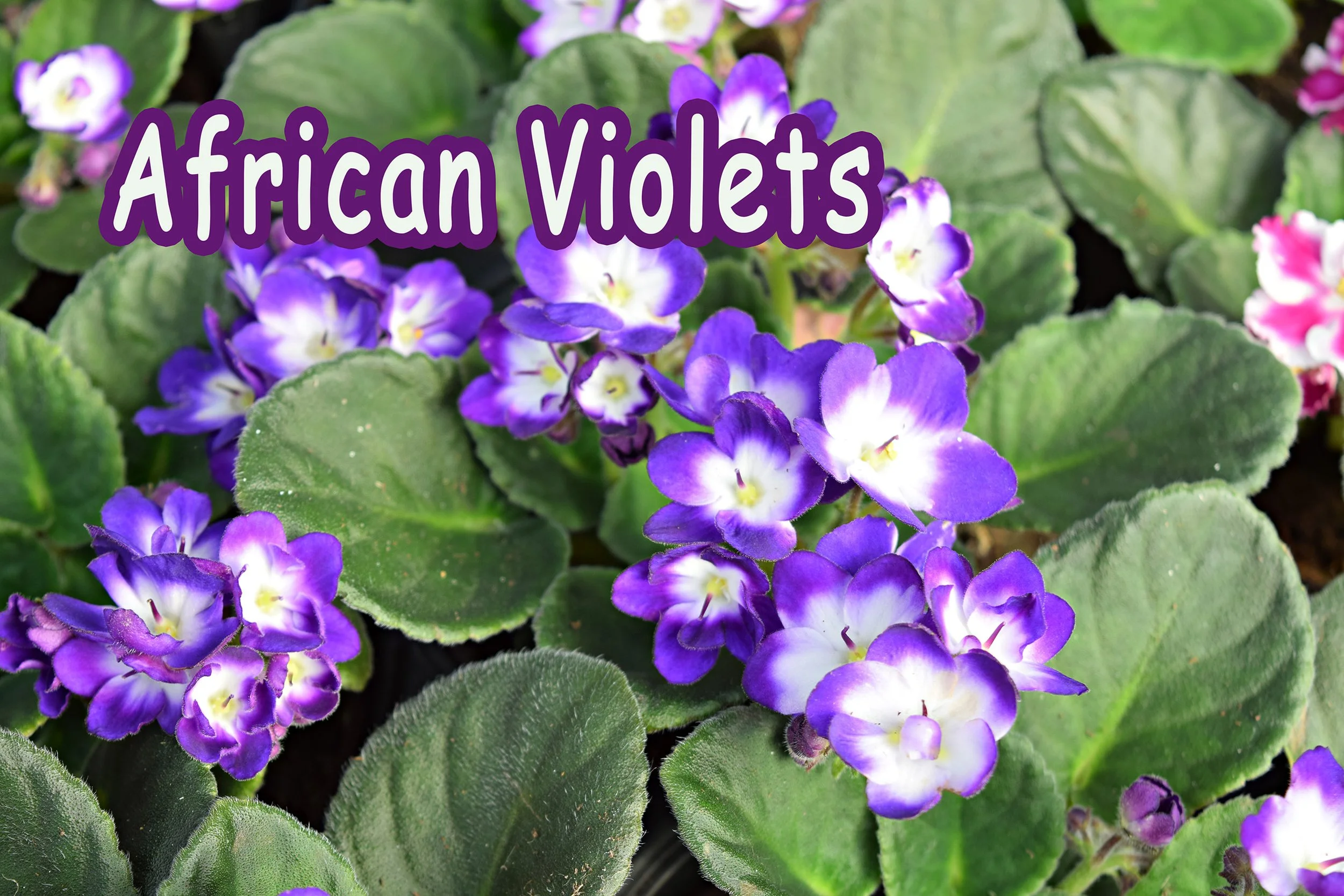 african violets.jpg