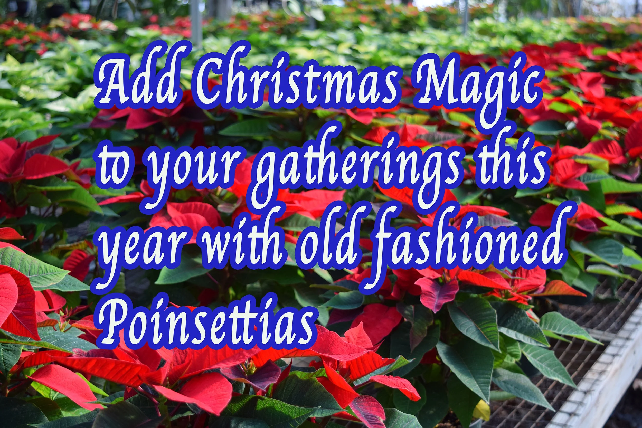 christmas magic.jpg