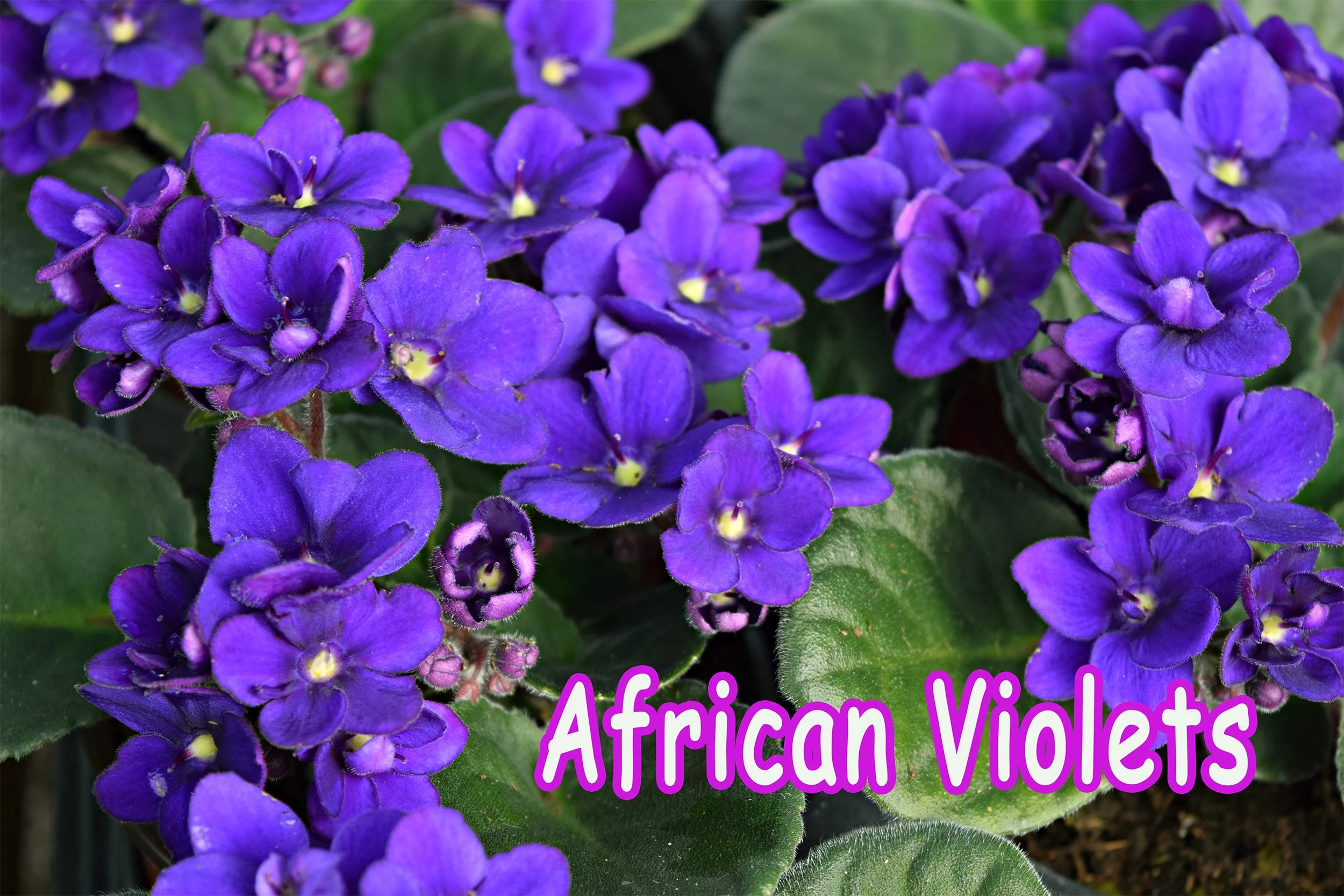 african violets2.jpg