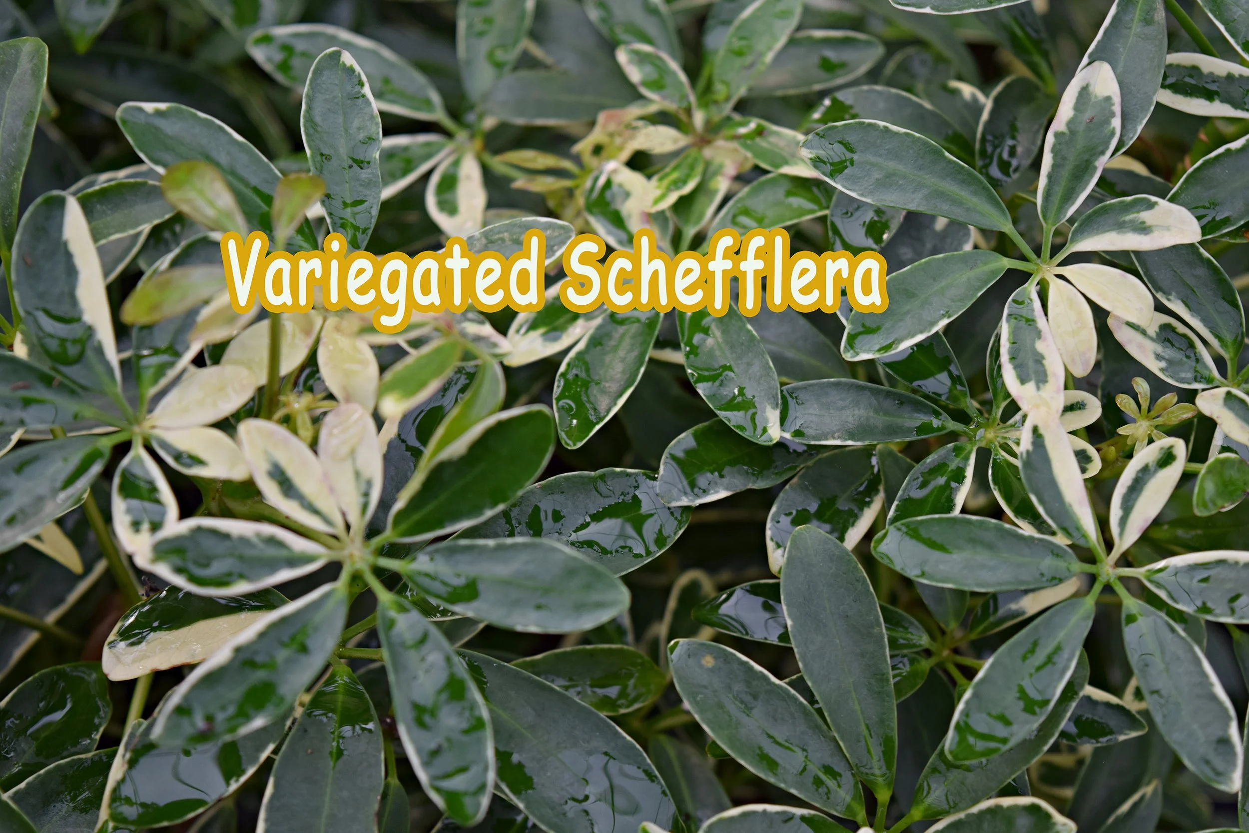 schefflera.jpg