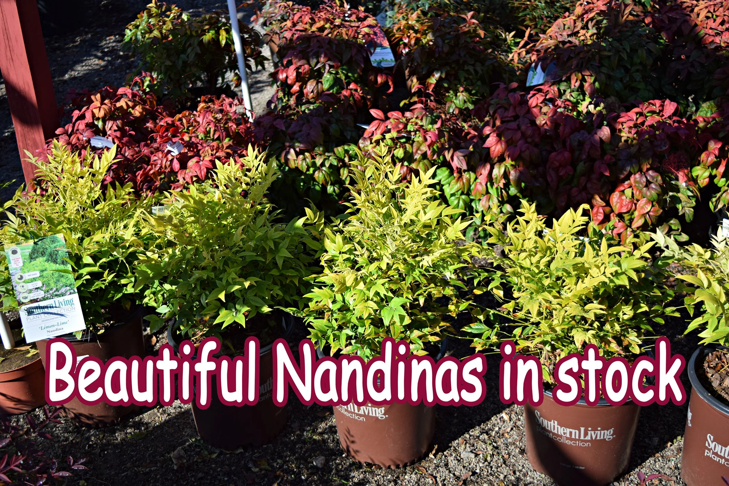 nandinas.jpg