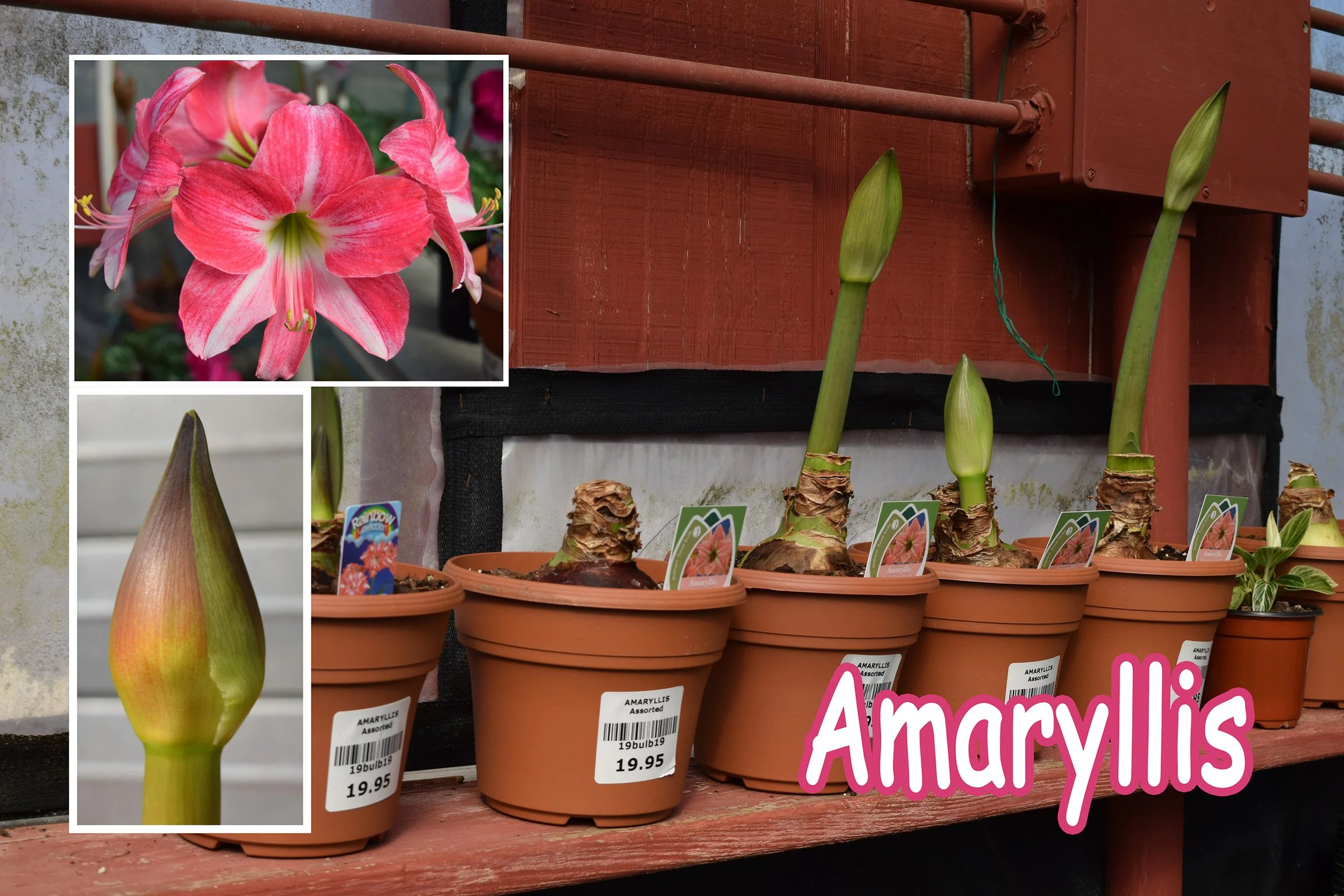 amaryllis.jpg