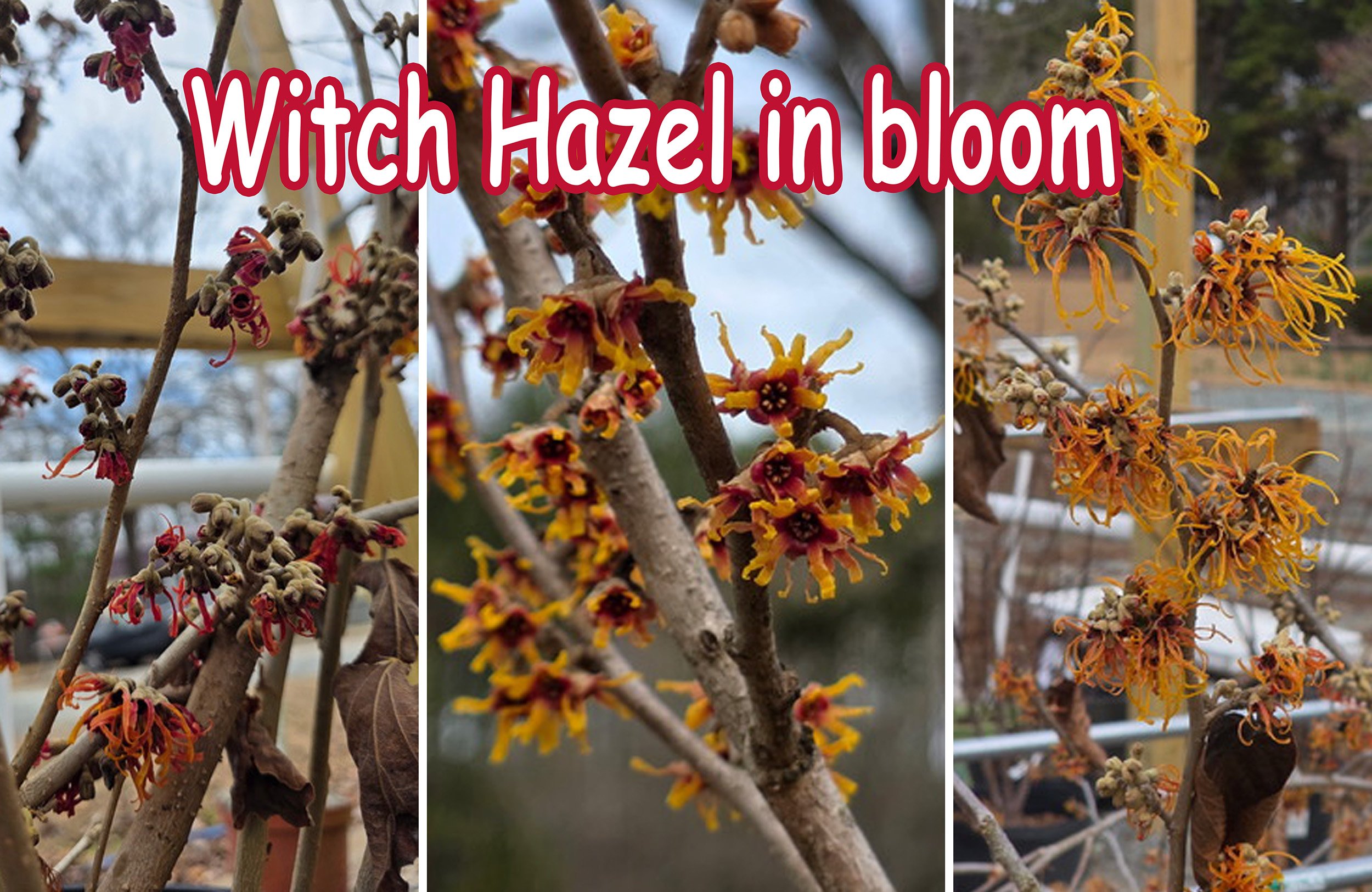 witch hazel.jpg