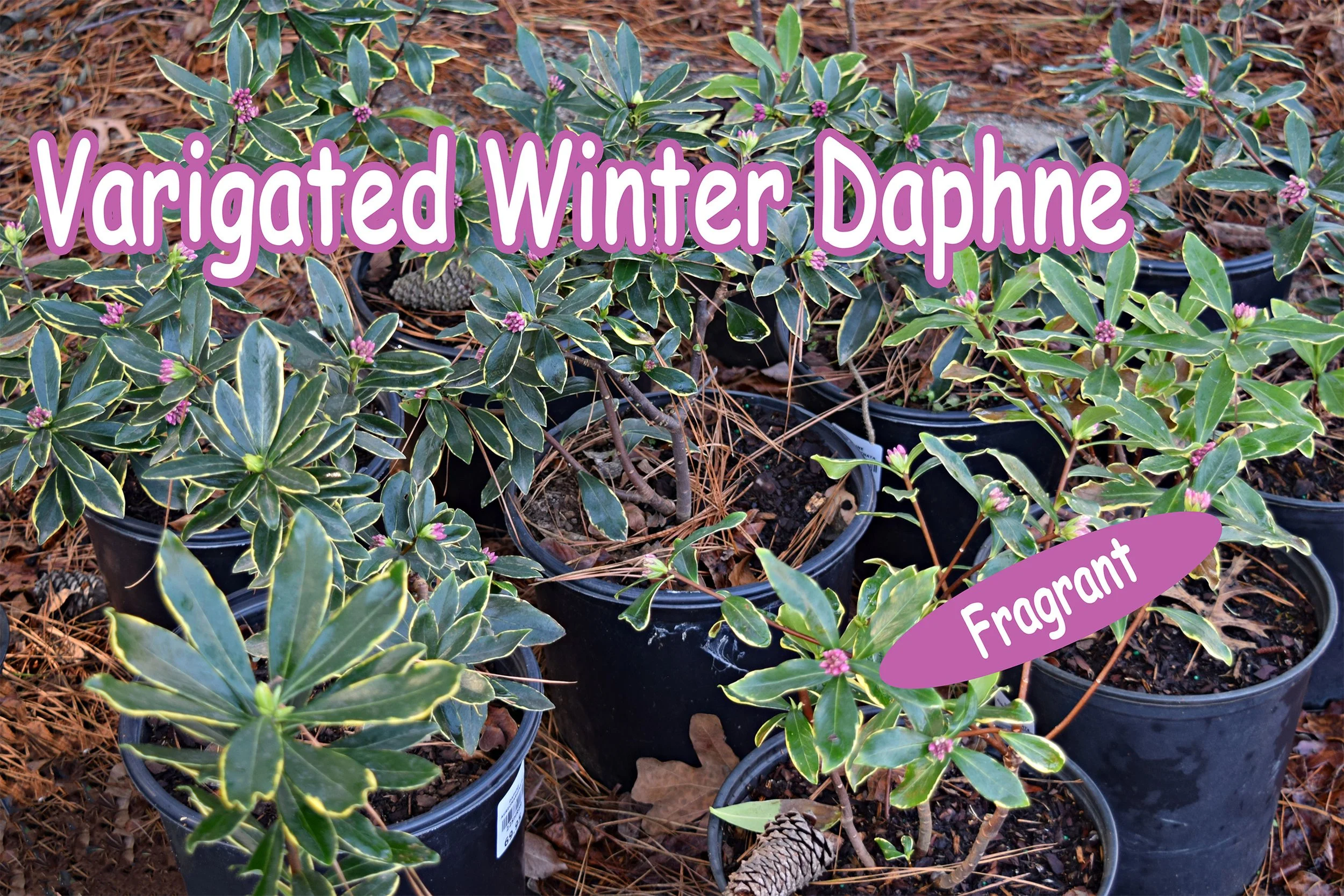 winter daphne.jpg