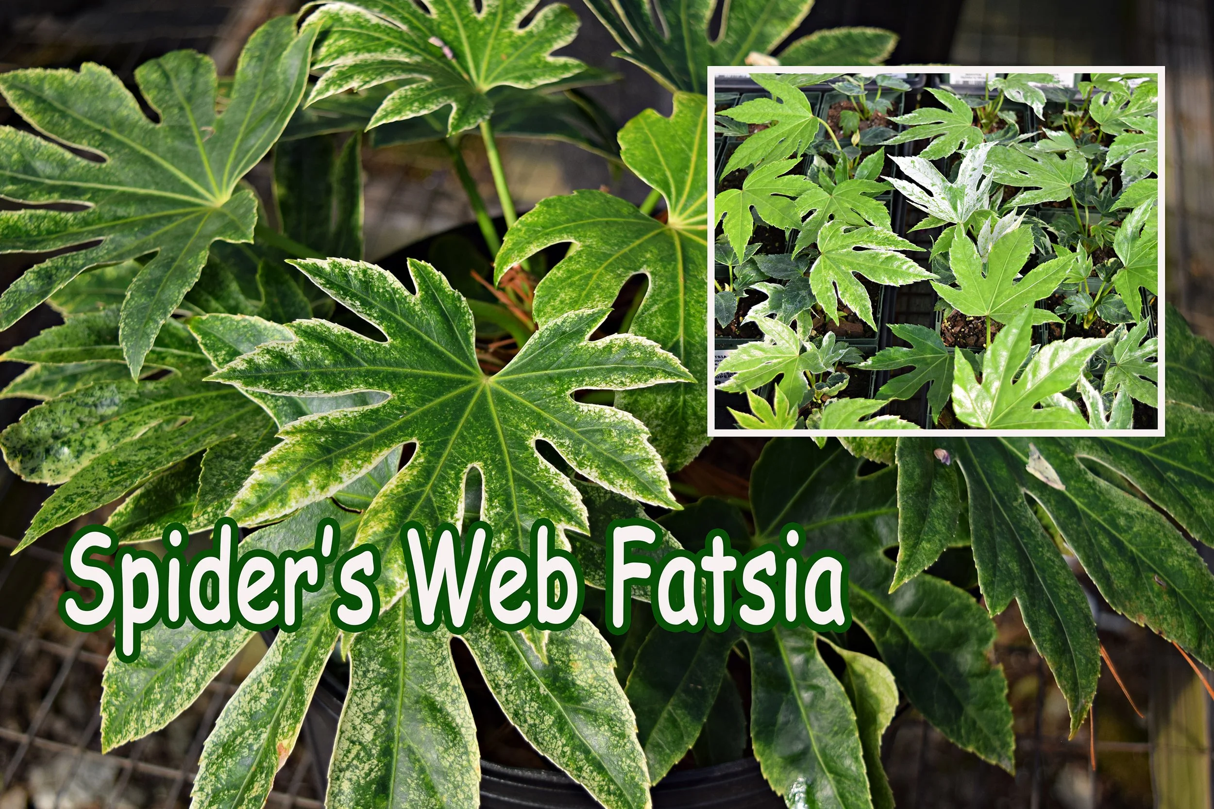 spiders web fatsia.jpg