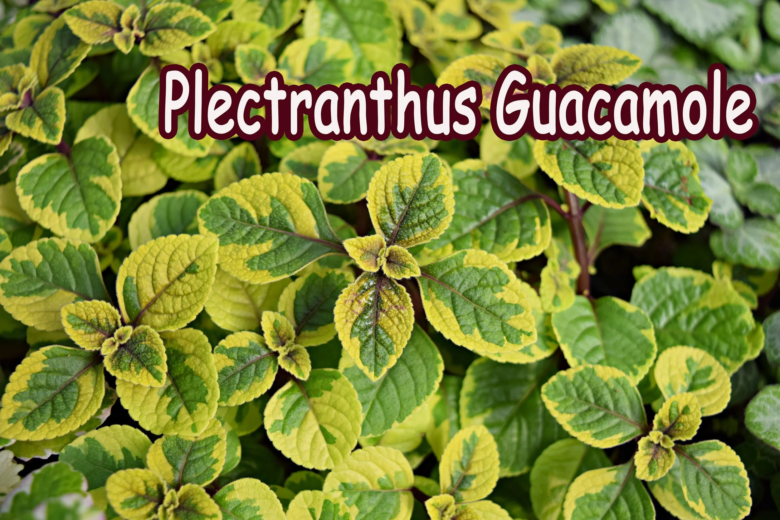 Plectranthus Guacamole.jpg