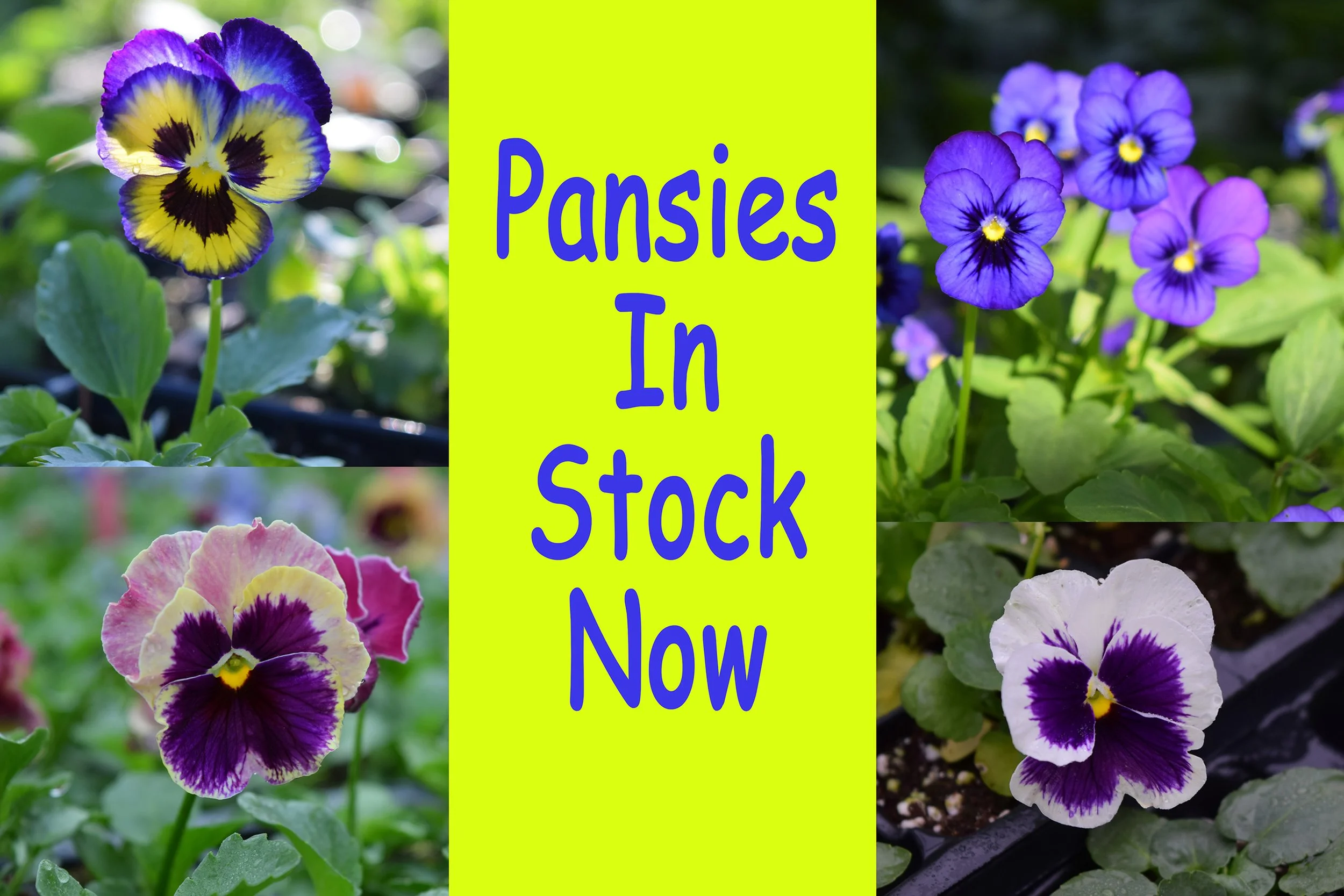 pansies.jpg