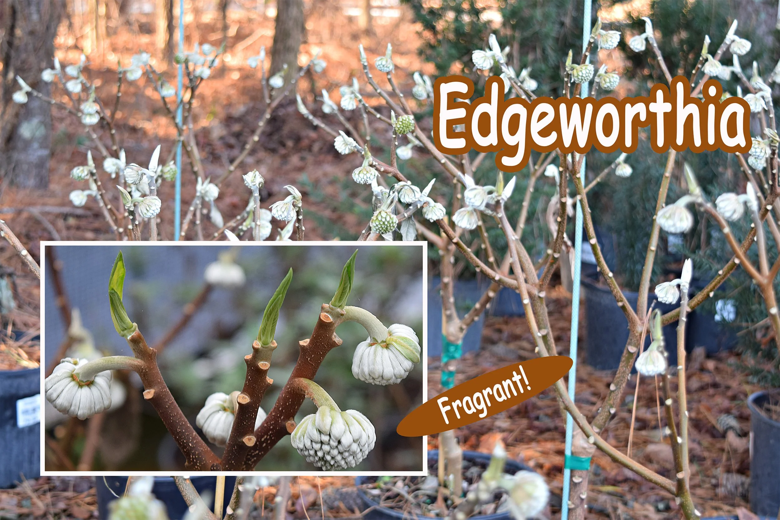 edgeworthia.jpg